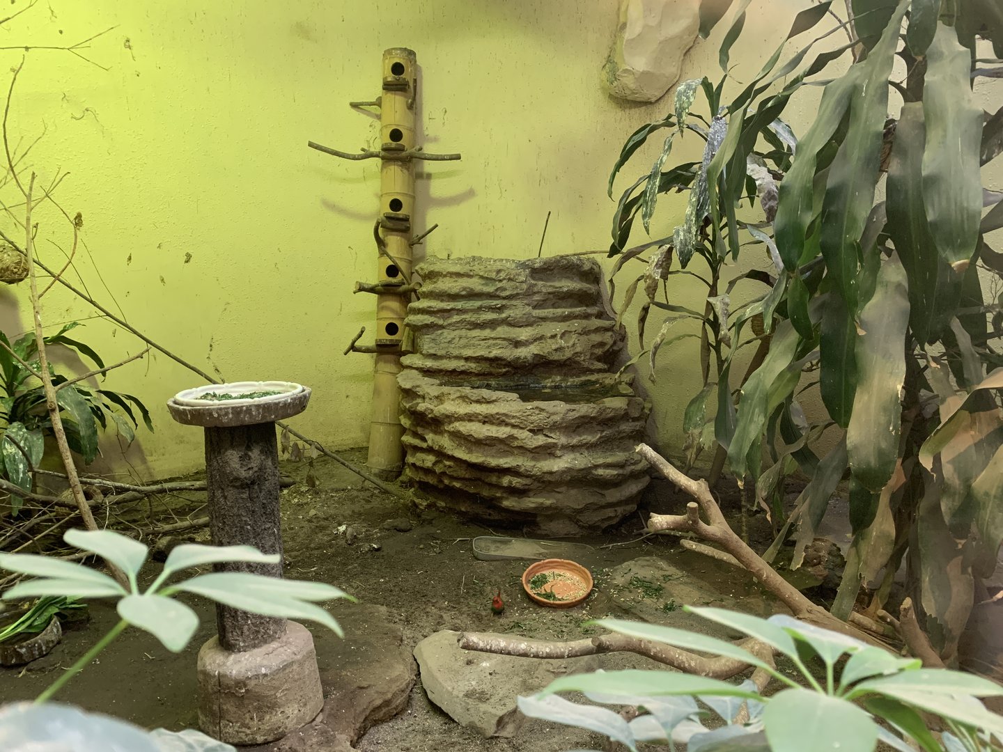 Red-throated Parrot-finch