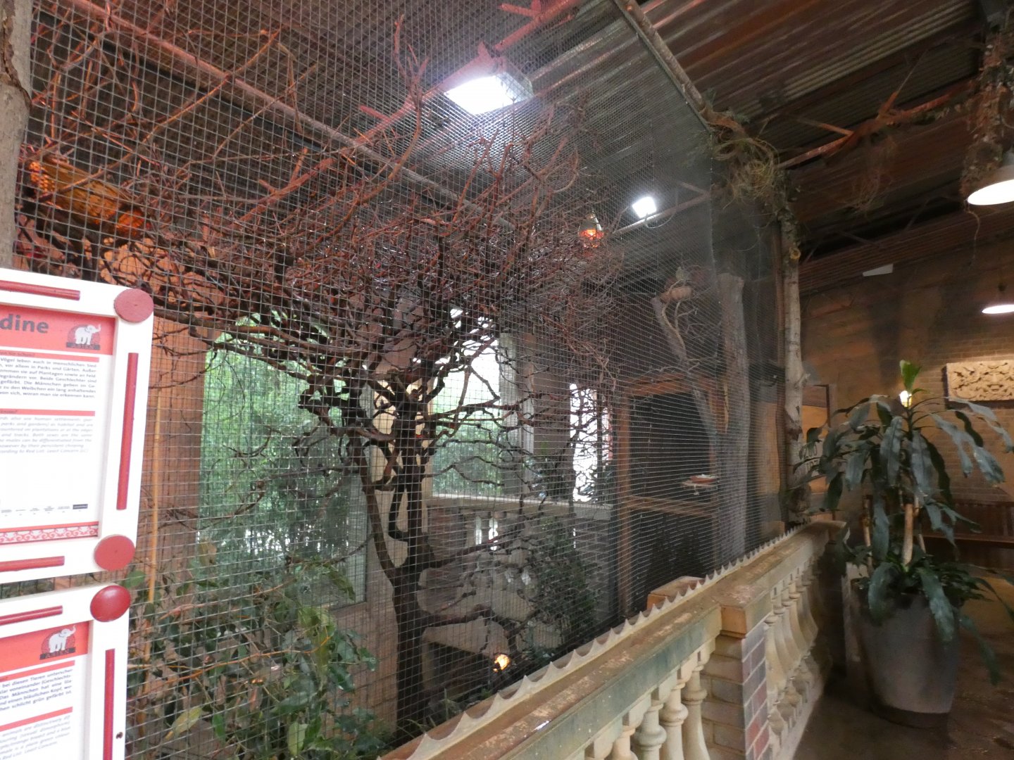 Red-throated Parrotfinch and Pink-necked Green-pigeon Aviary