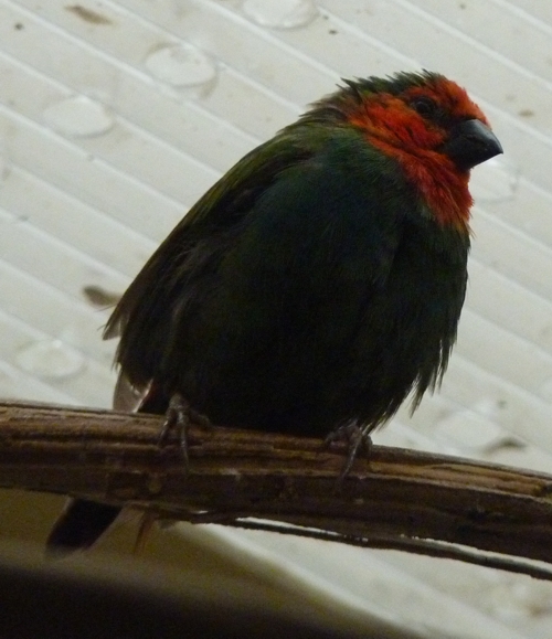 Red-throated Parrotfinch (Erythrura psittacea)