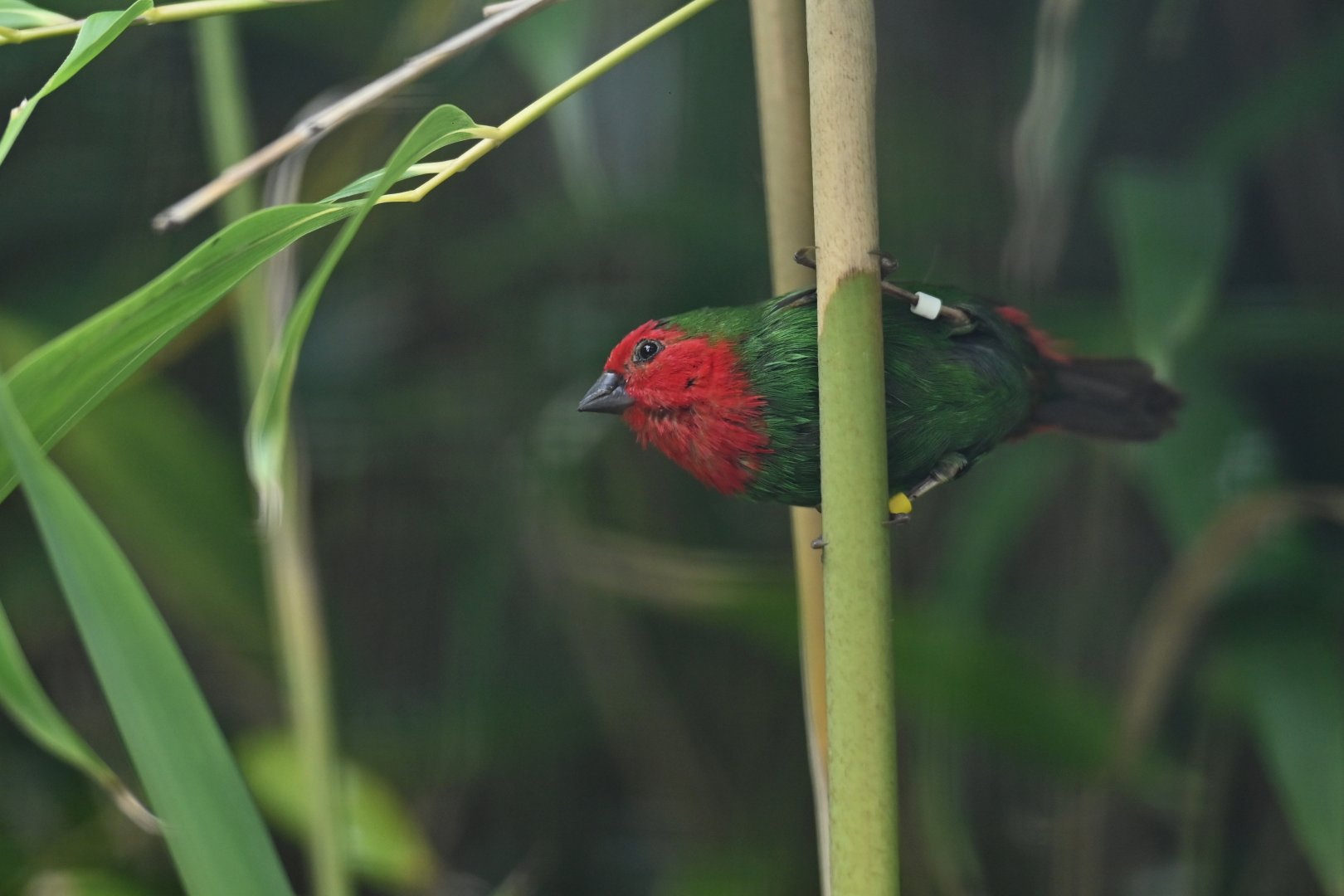 Red-throated Parrotfinch Erythrura psittacea