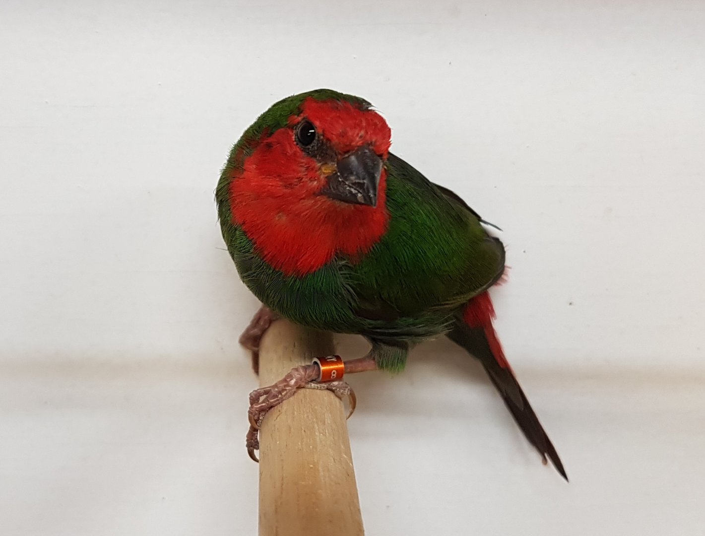 Red-throated parrotfinch