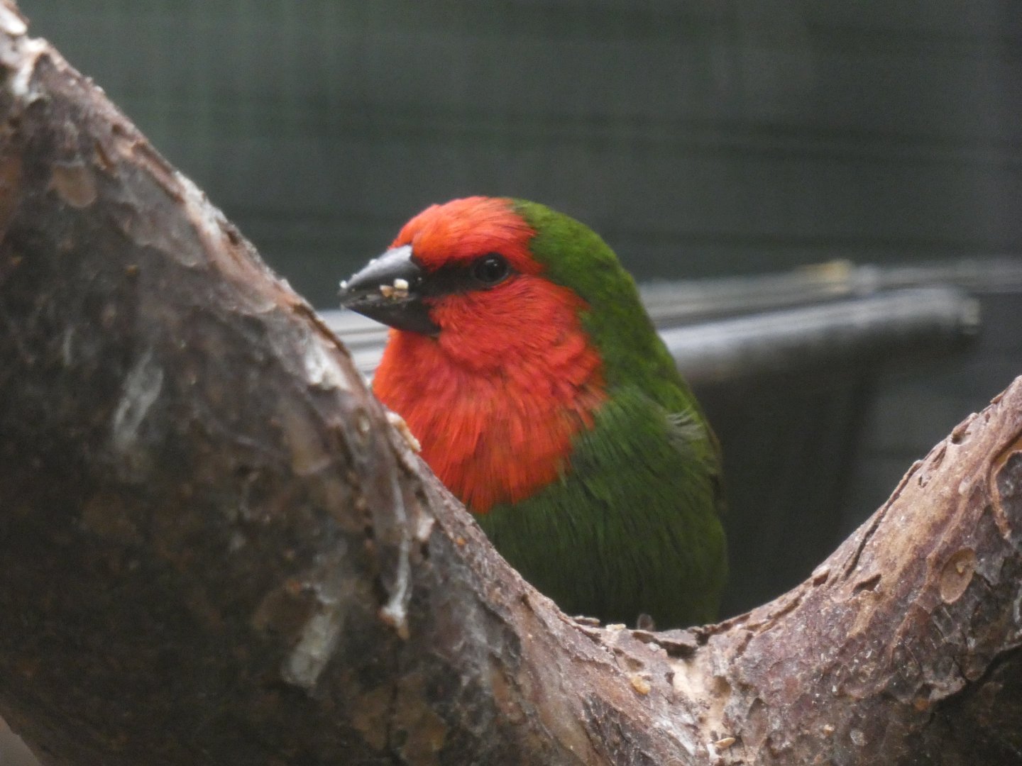 Red-throated Parrotfinch