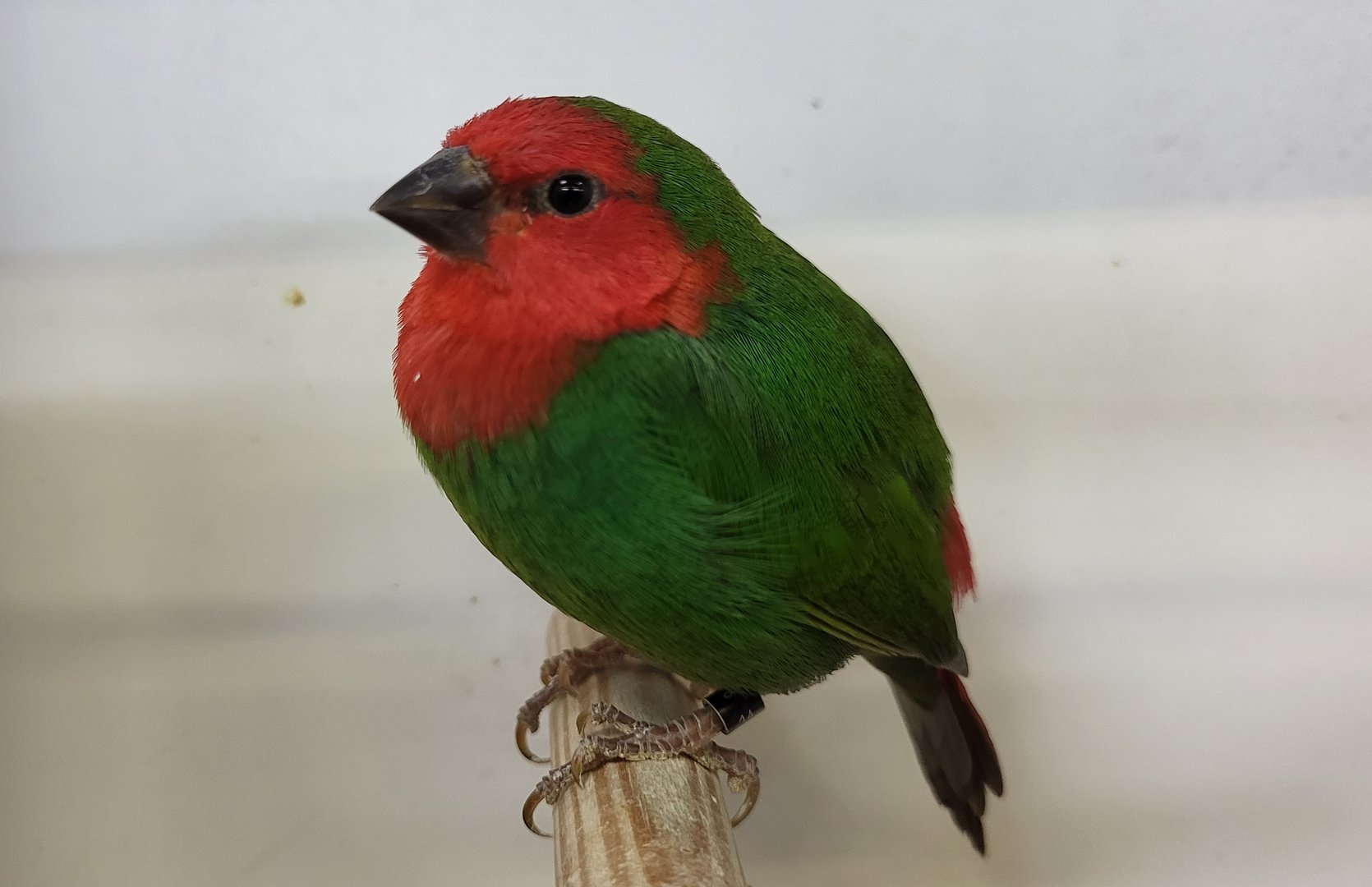 Red-throated parrotfinch