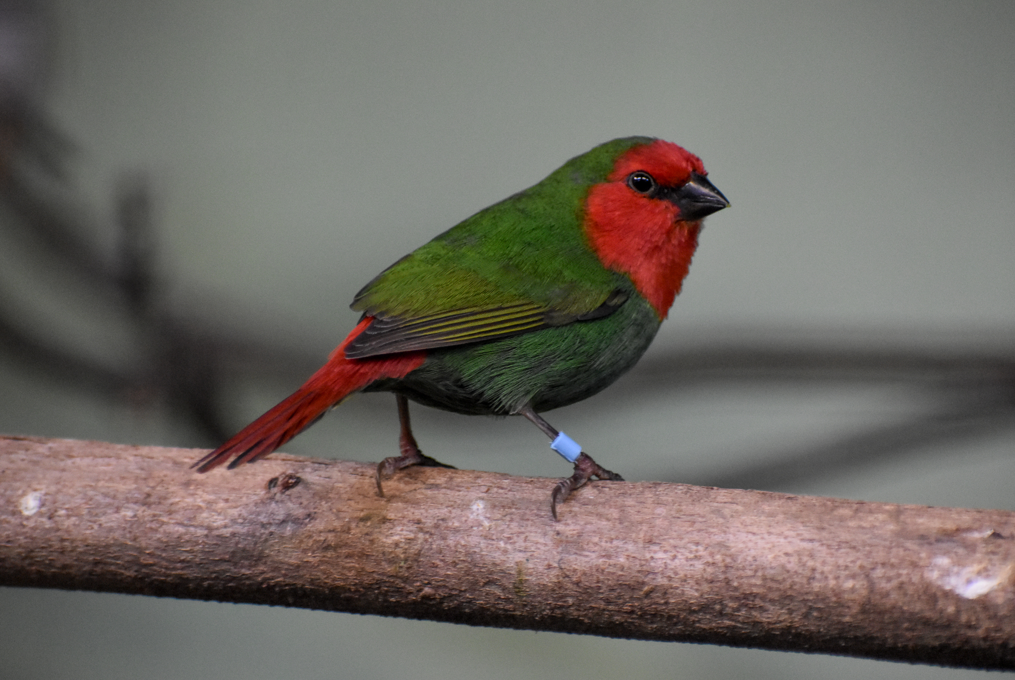 Red-throated Parrotfinch