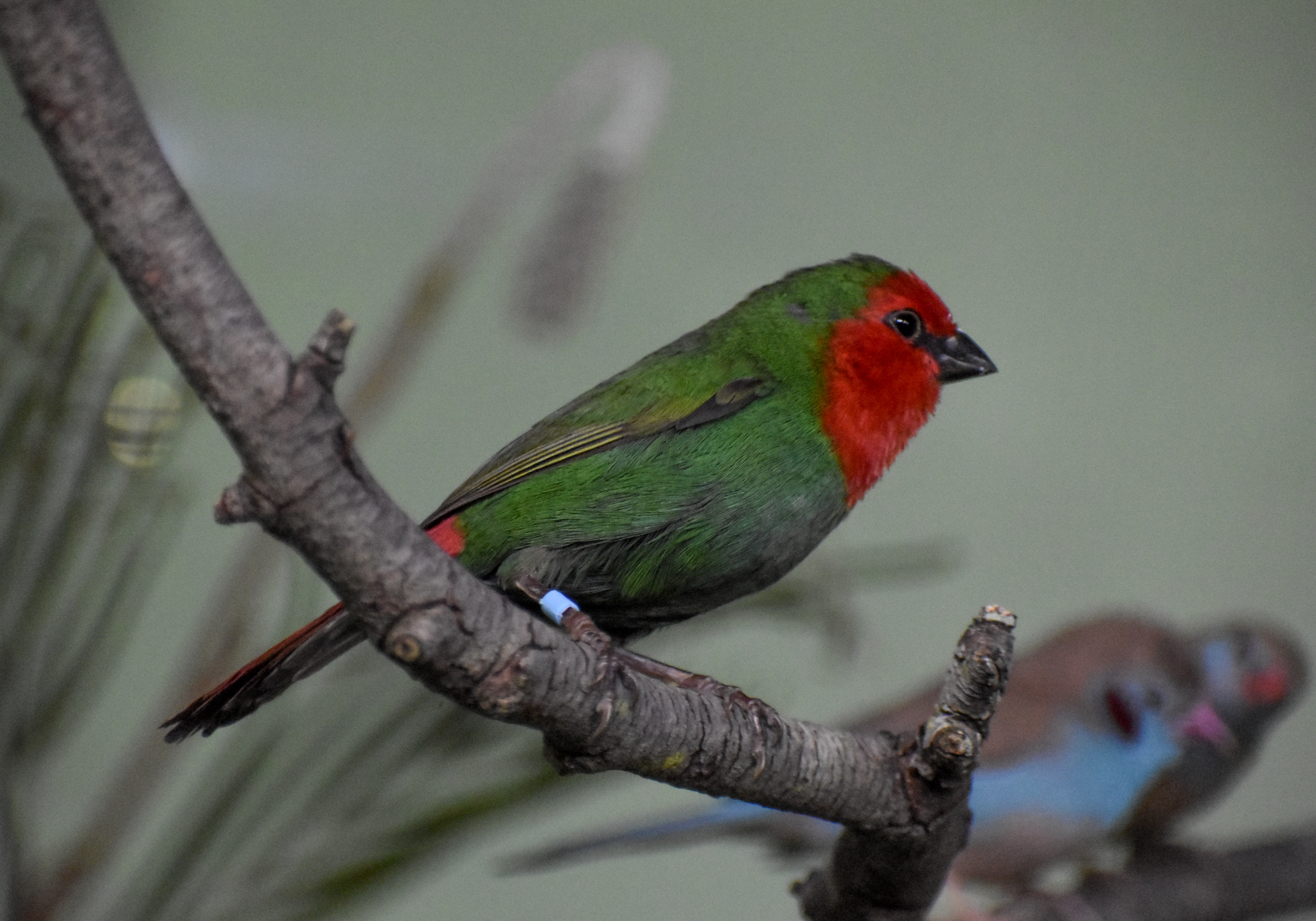 Red-throated Parrotfinch