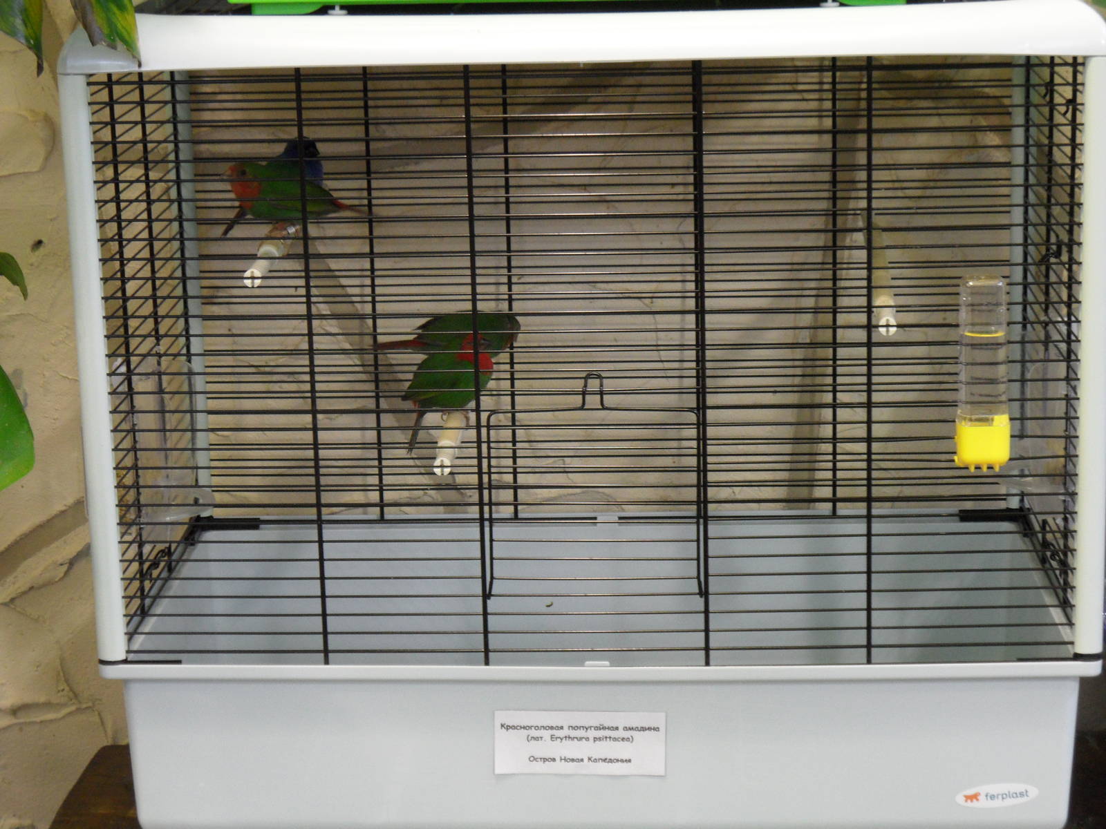 Red-throated parrotfinches - bird show'12