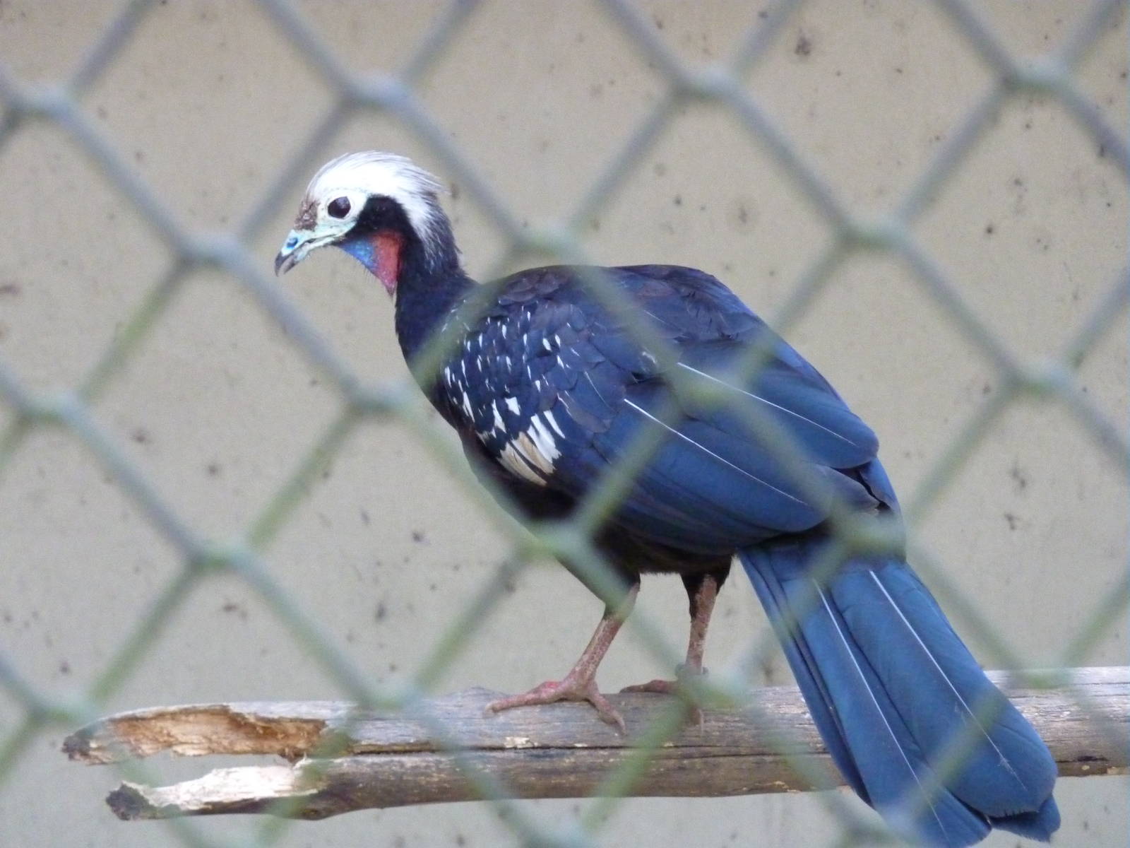 Red-throated piping guan
