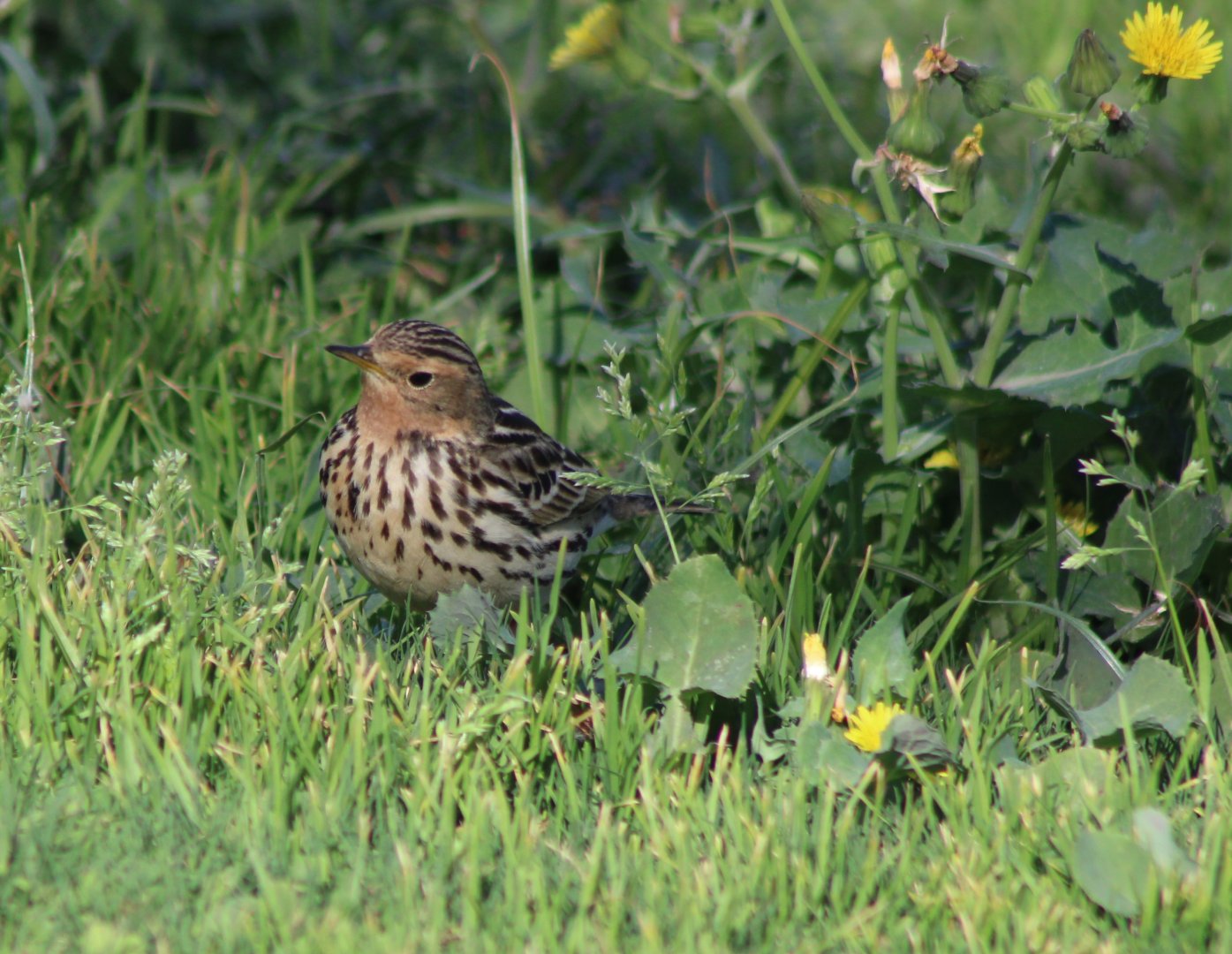 Red-throated pipit - Anthus cervinus