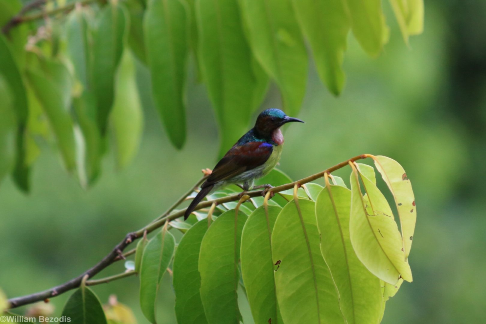 Red-throated Sunbird - Sepilok