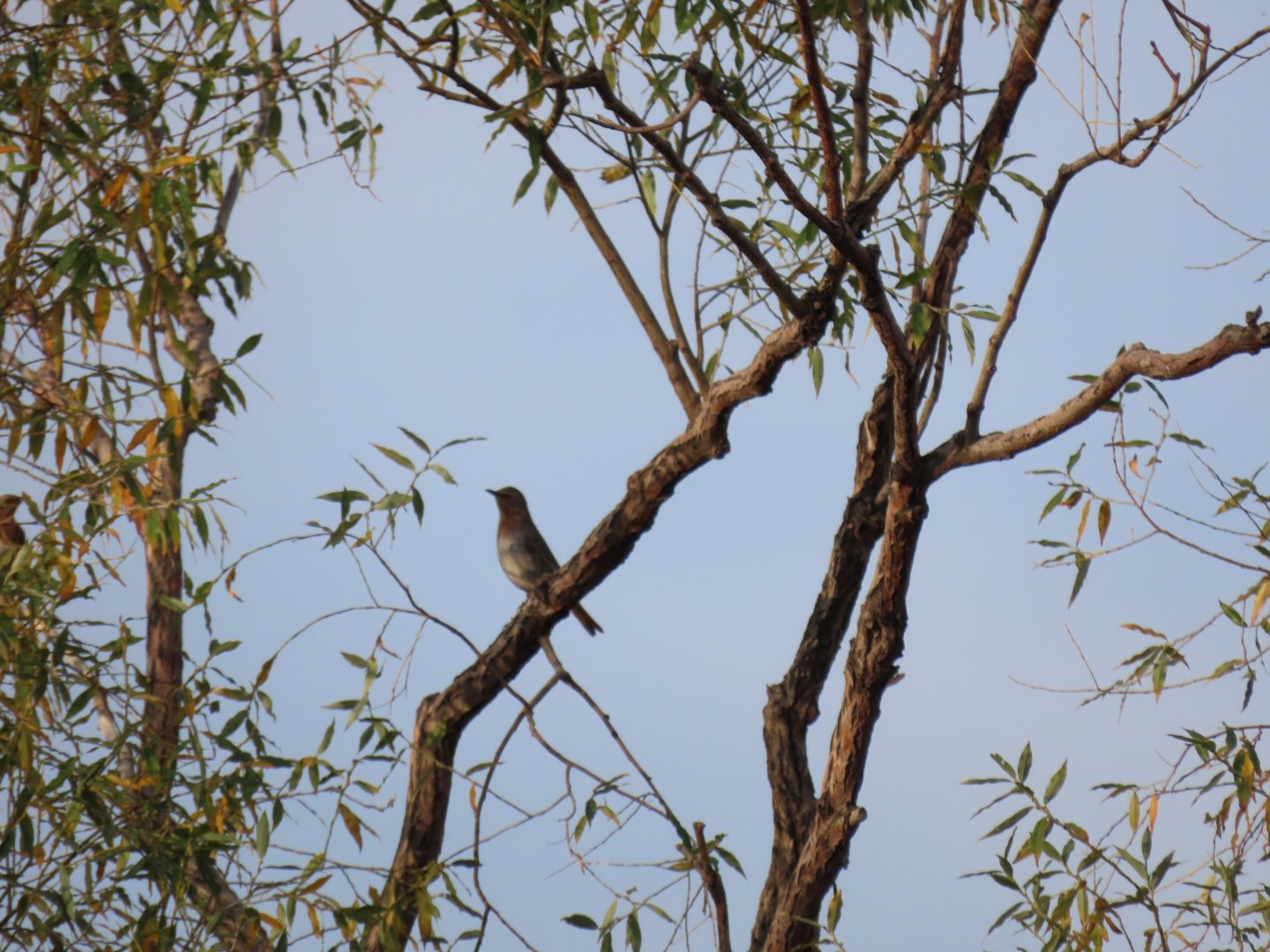 Red-throated thrush Turdus ruficollis