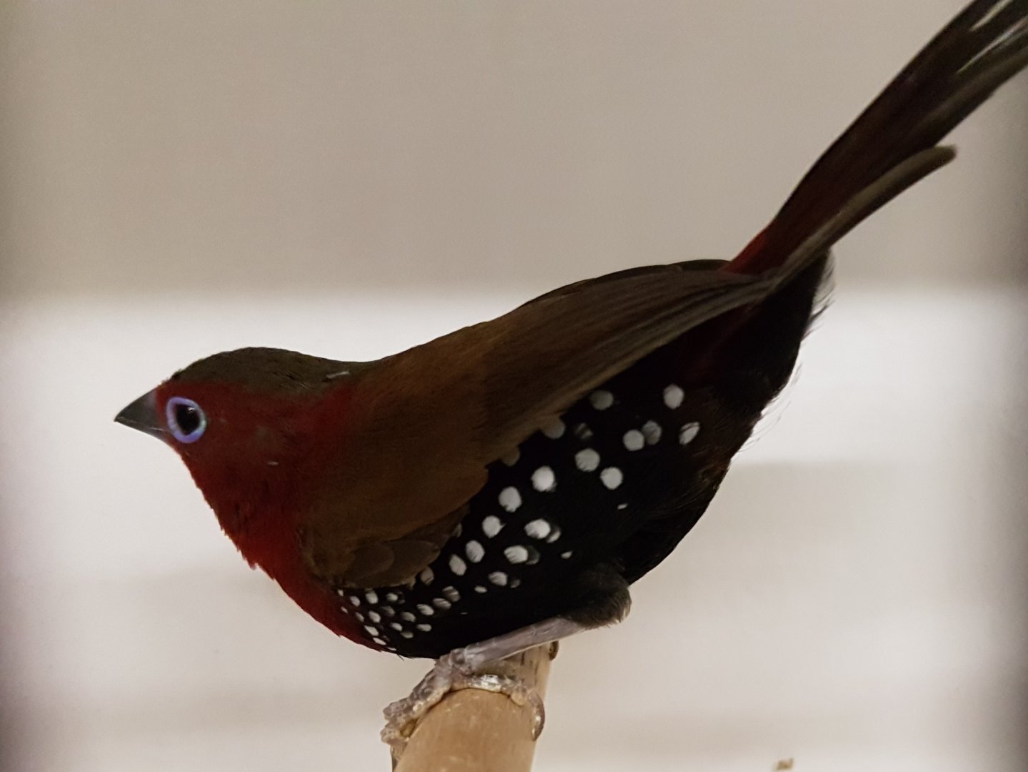 Red-throated twinspot