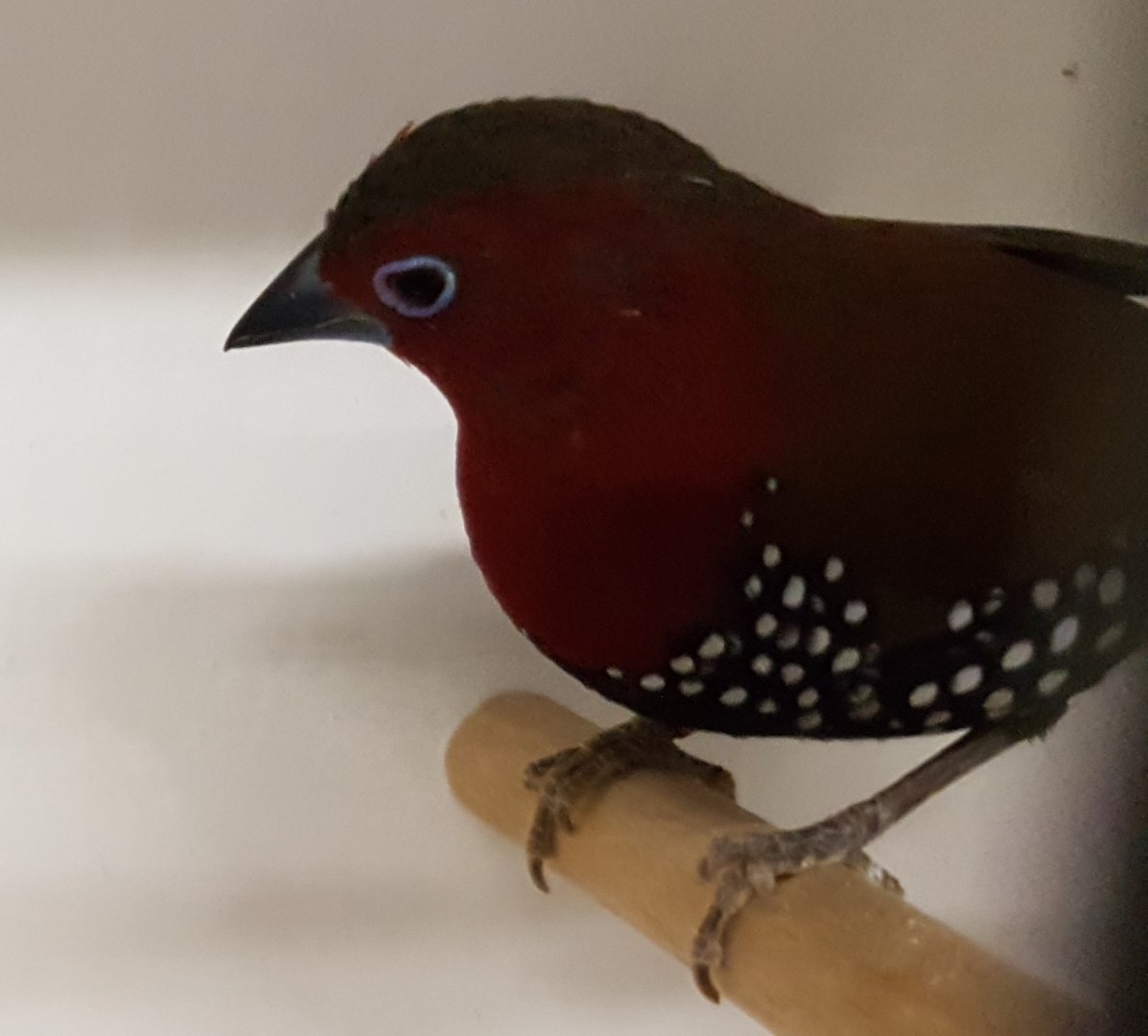 Red-throated twinspot