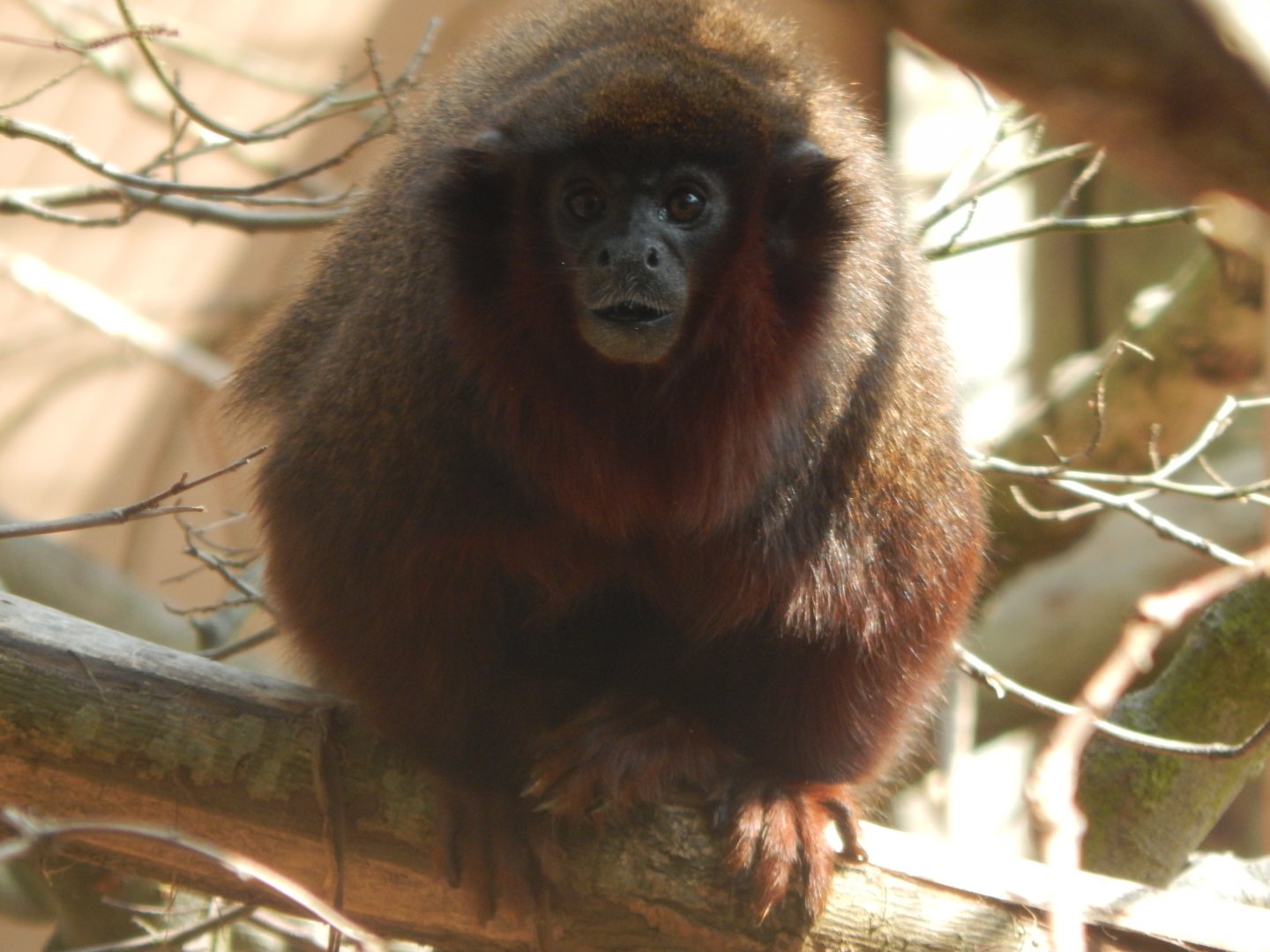 Red titi 020721