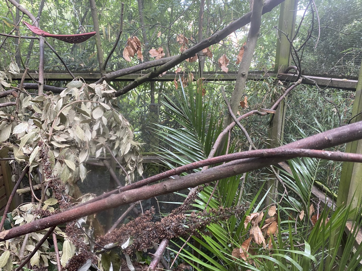 Red titi and Douroucouli enclosure 050820