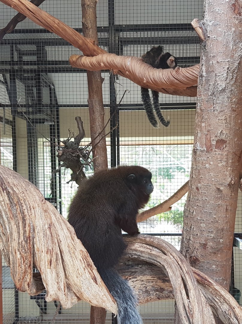 Red titi and White-faced marmosets