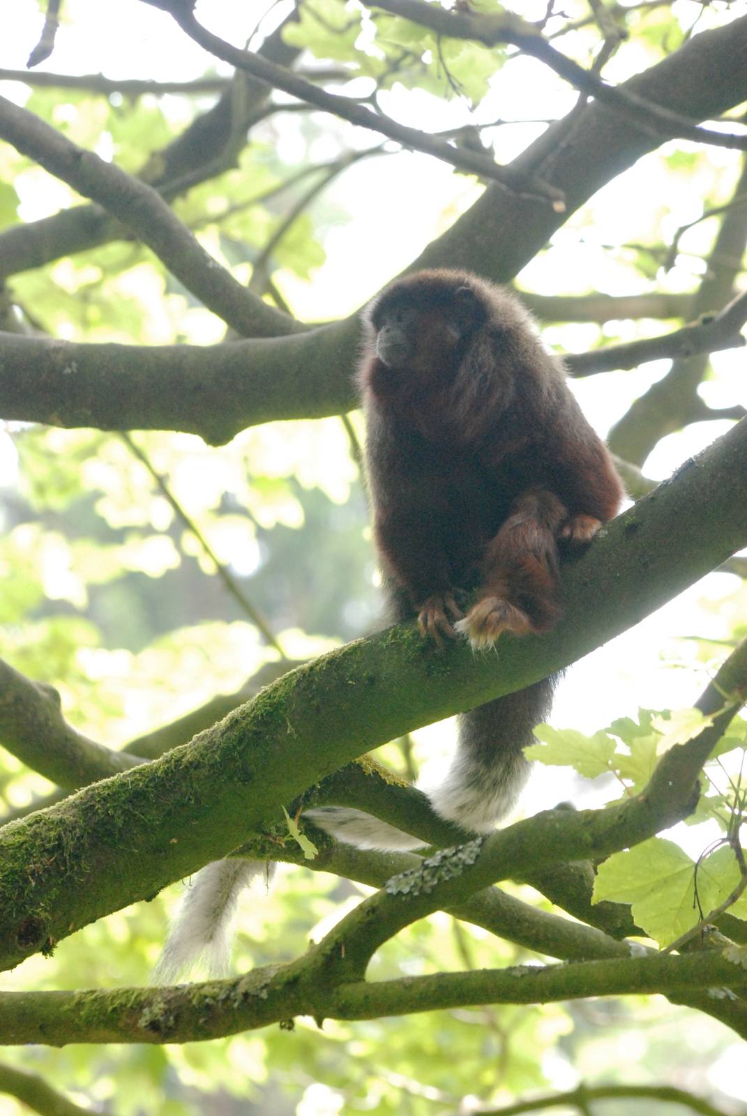 Red Titi at Apenheul, 30/05/12