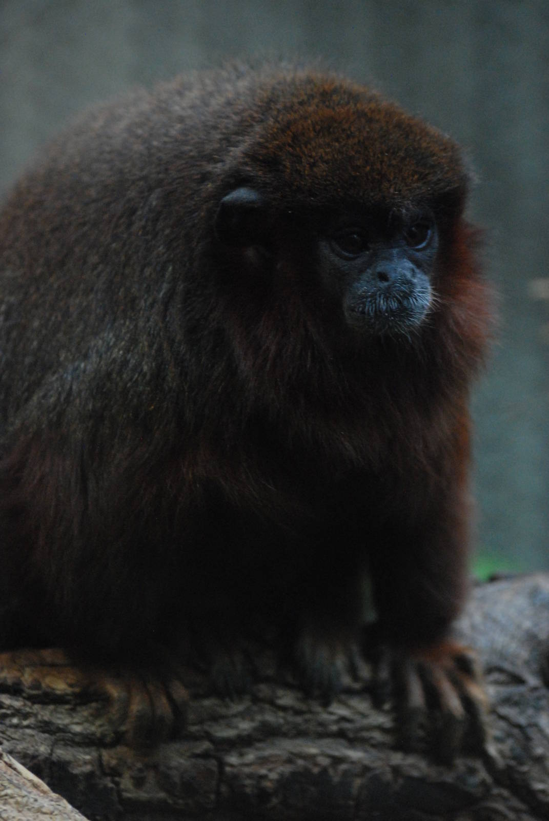 Red Titi at Berlin Zoo, 31/08/11
