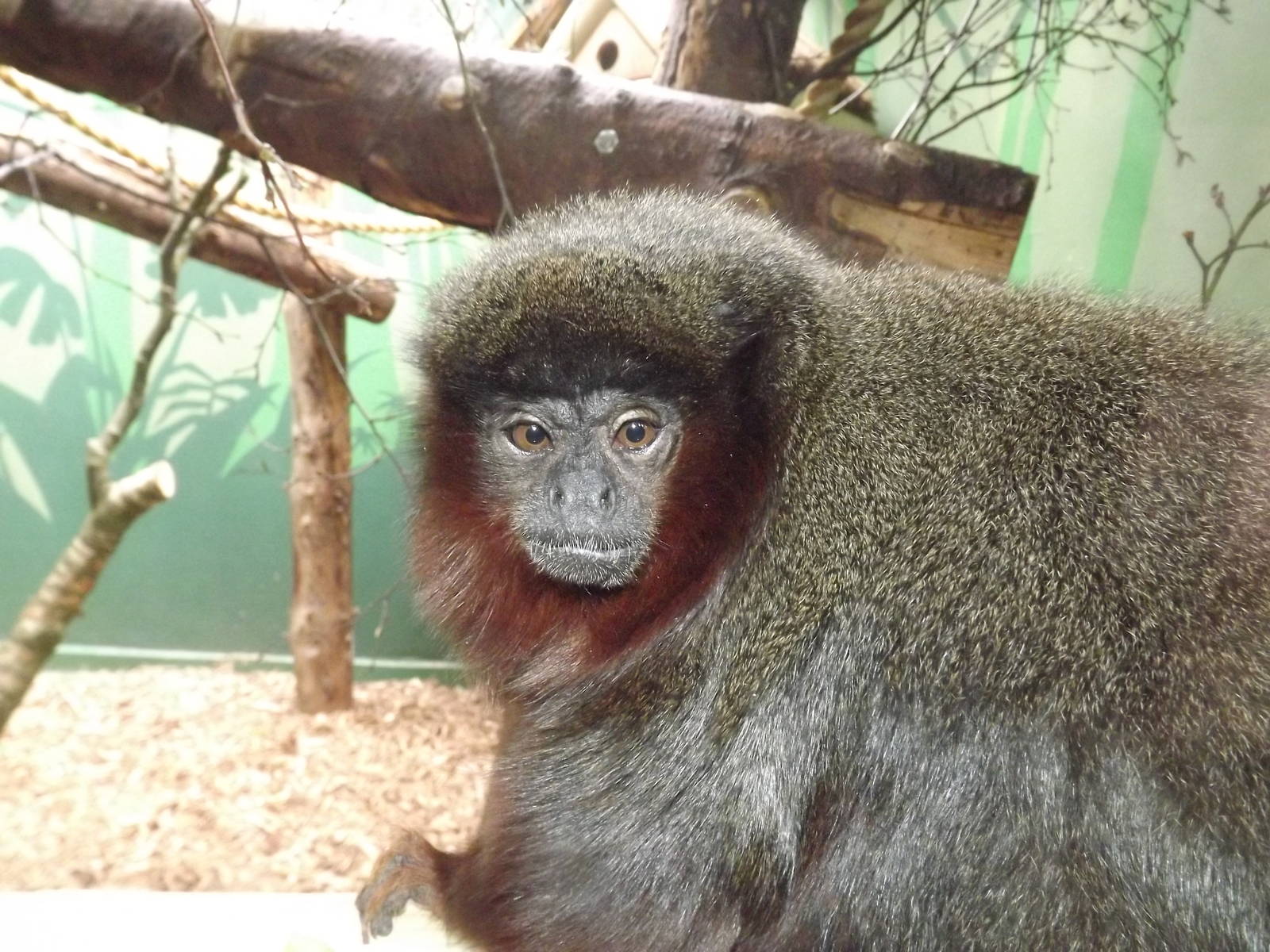 Red Titi at Blackpool Zoo 21/04/12