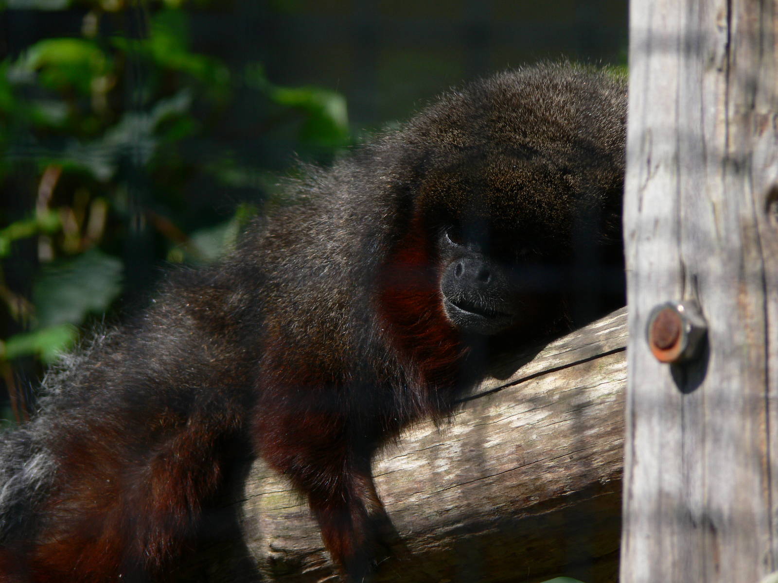 Red Titi at Blackpool Zoo, 29/06/14