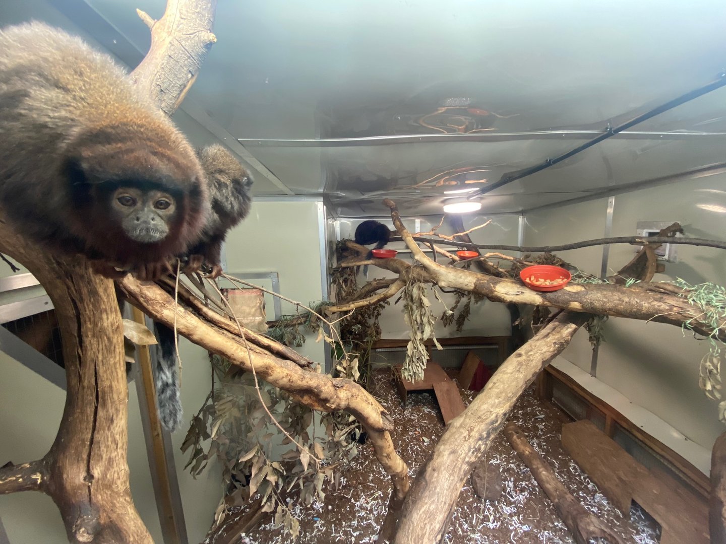 Red titi enclosure 111222