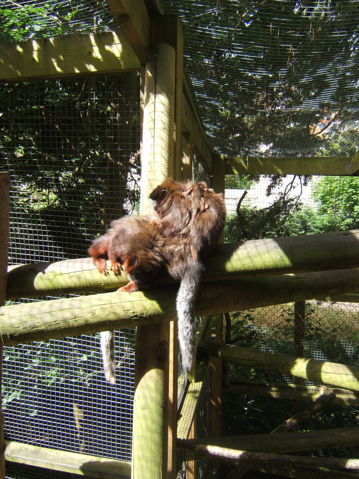 Red Titi family grooming