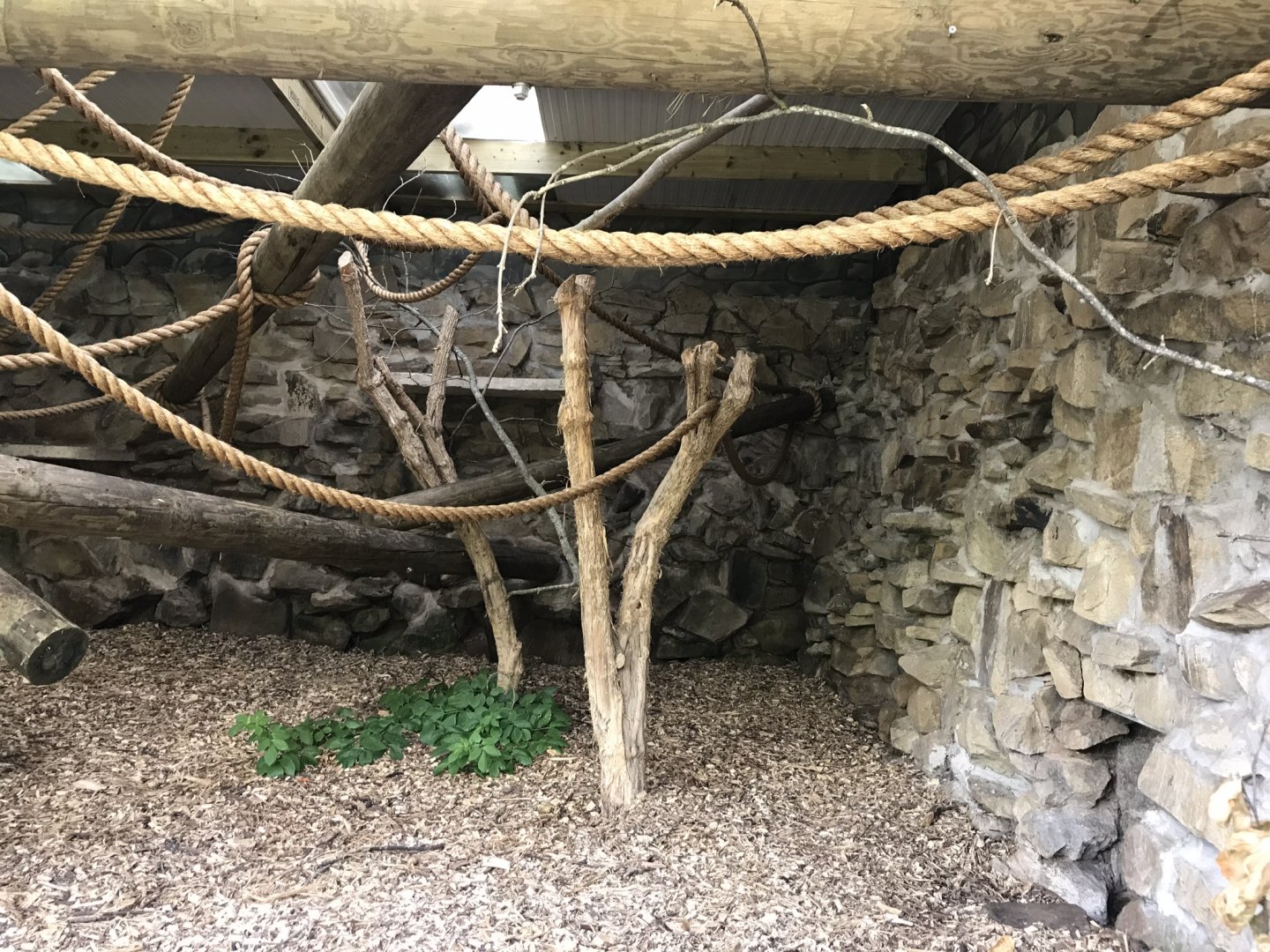 Red titi indoors 230619