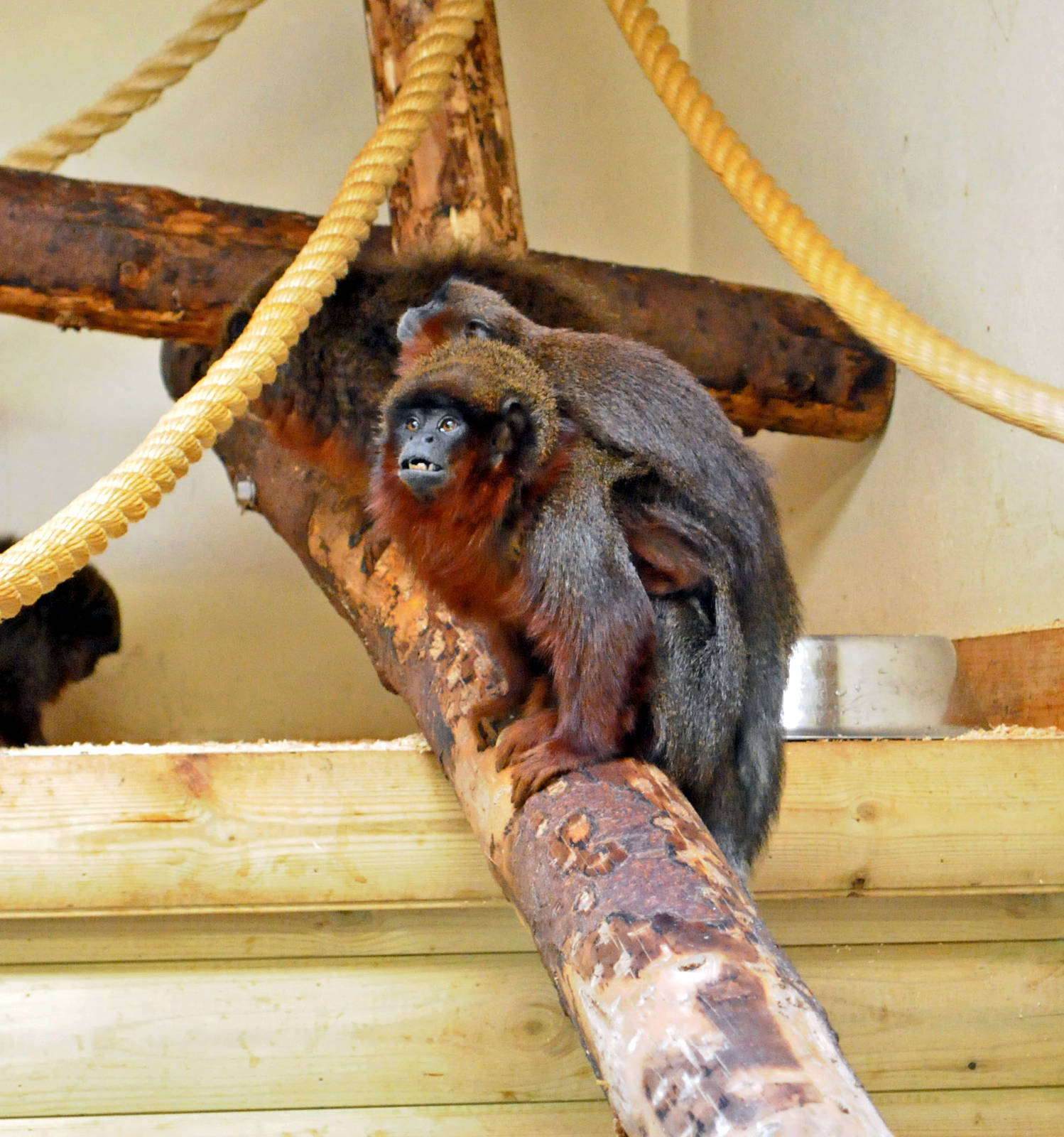 RED TITI MONKEY AND BABY