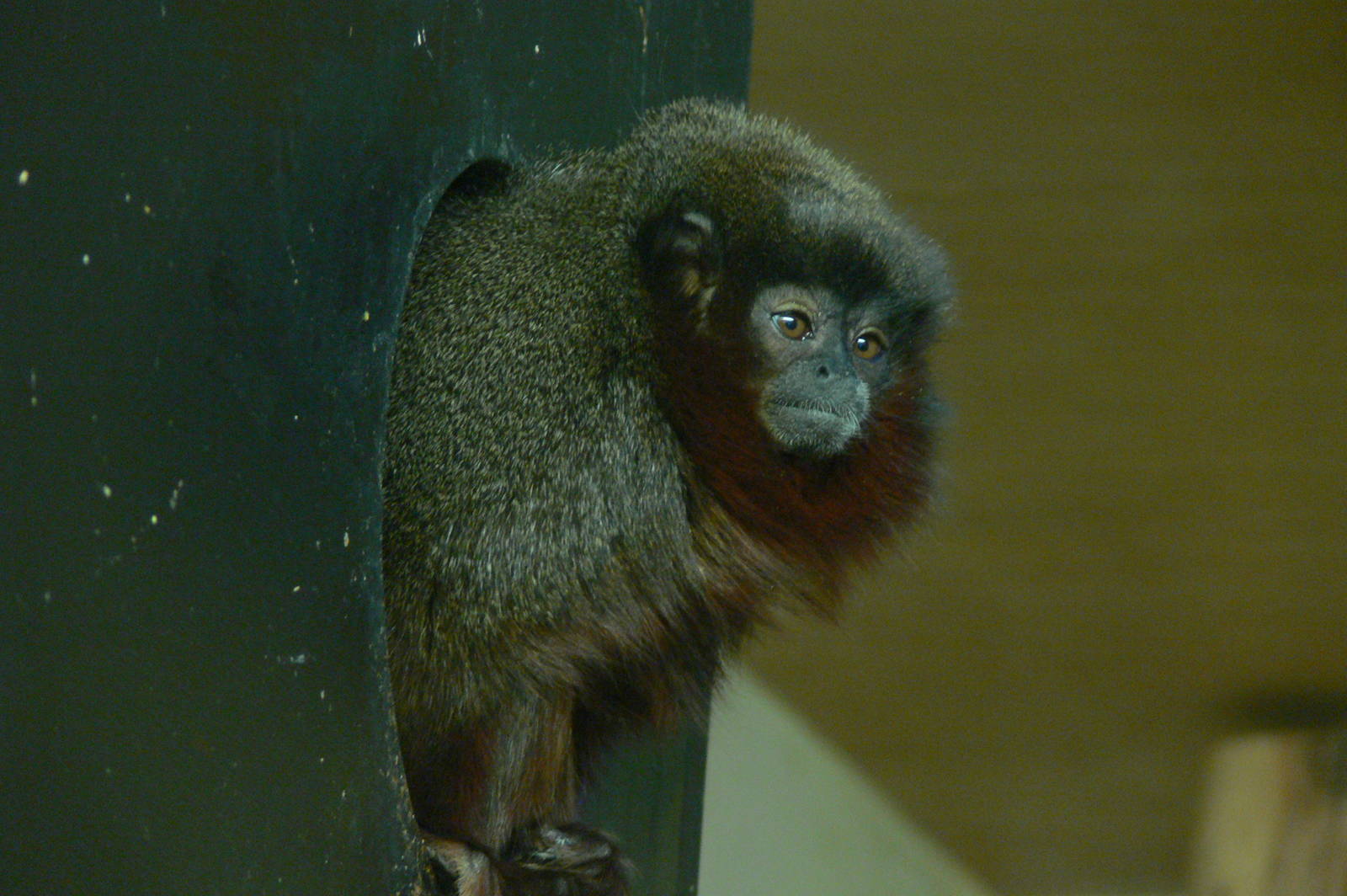 Red Titi Monkey at Blackpool Zoo, 15/01/15