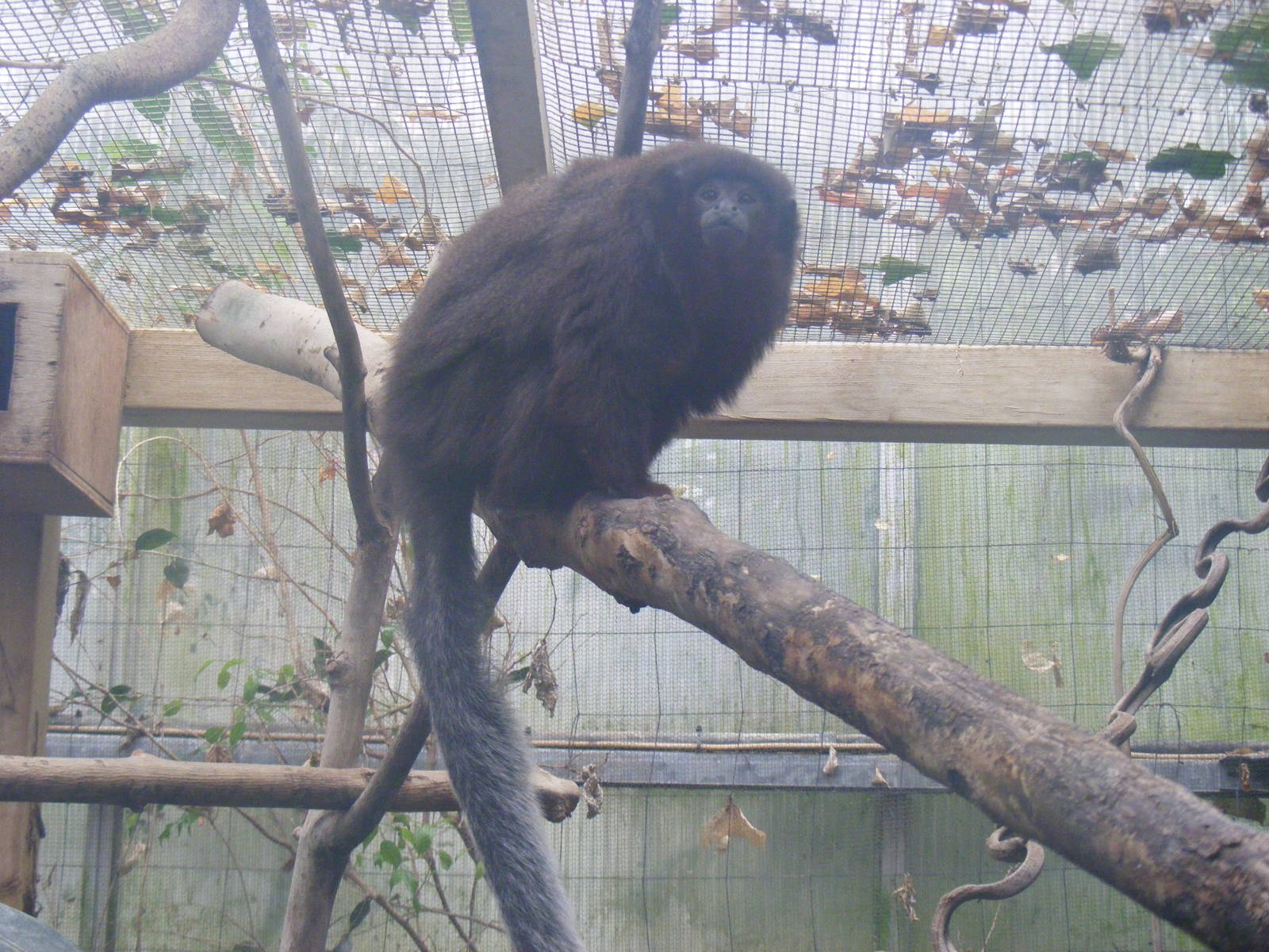 Red titi monkey at Bristol Zoo, 6 March 2011