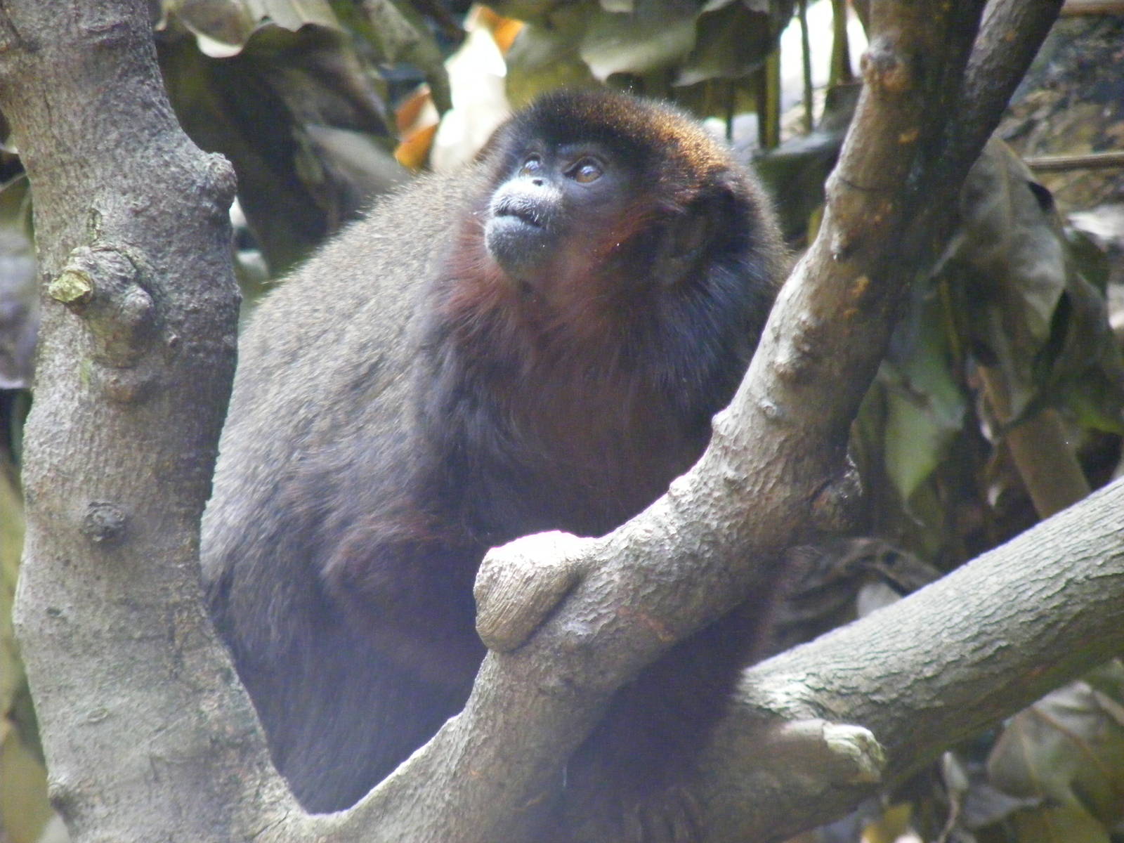 Red titi monkey at Edinburgh Zoo, 21 May 2010