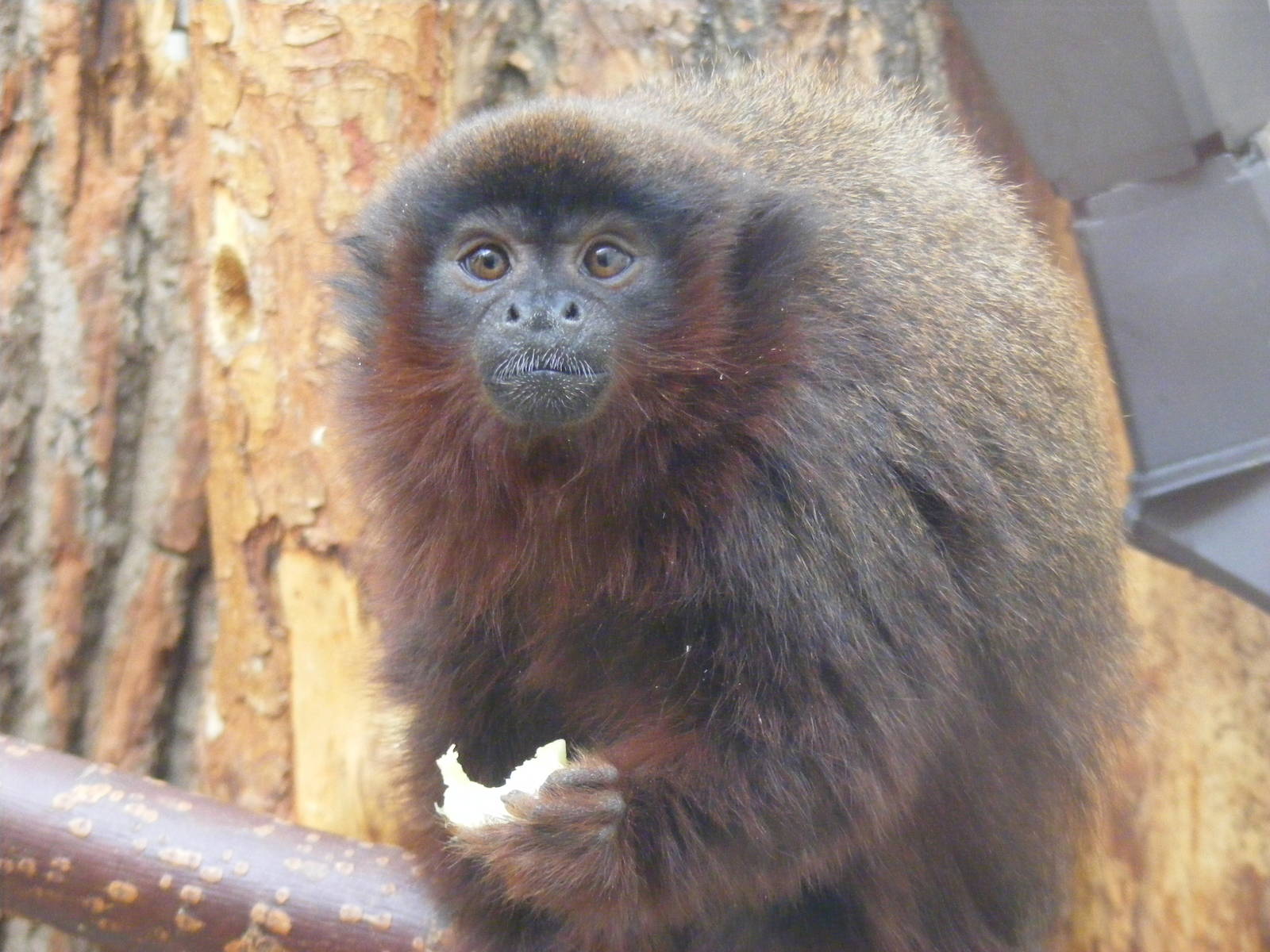 Red titi monkey at Twycross Zoo, 29 August 2010