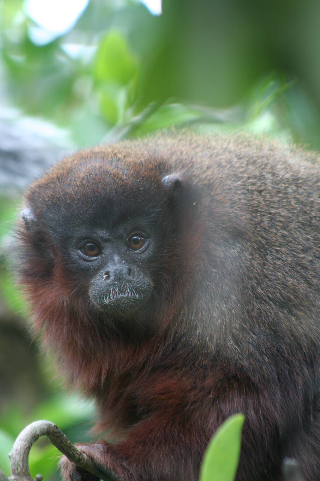 Red Titi Monkey @ Bristol; 23.07.2011