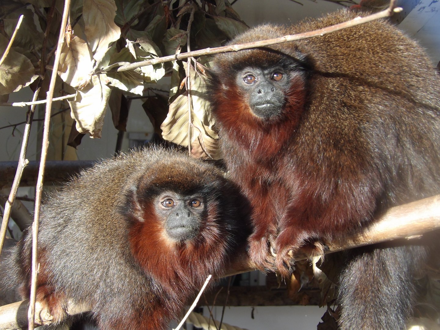 Red Titi Monkey Brothers
