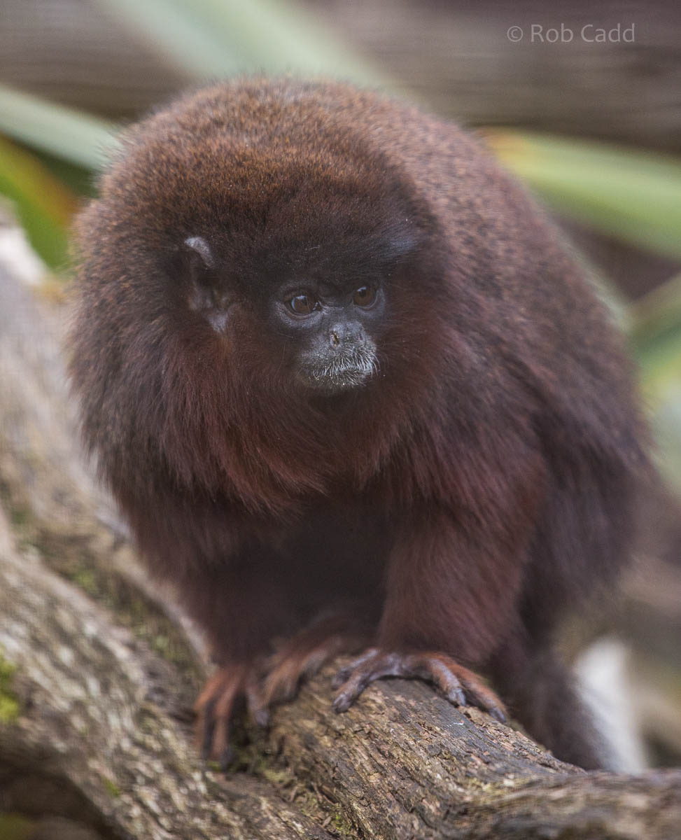 Red titi monkey : Cotswold WP : 12 Apr 2015