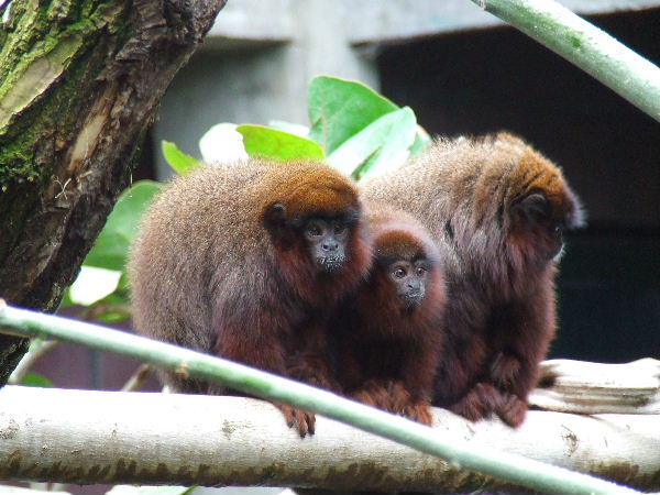 Red Titi Monkey Family, Clore Rainforest Lookout
