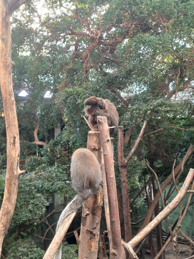 Red Titi Monkey Family