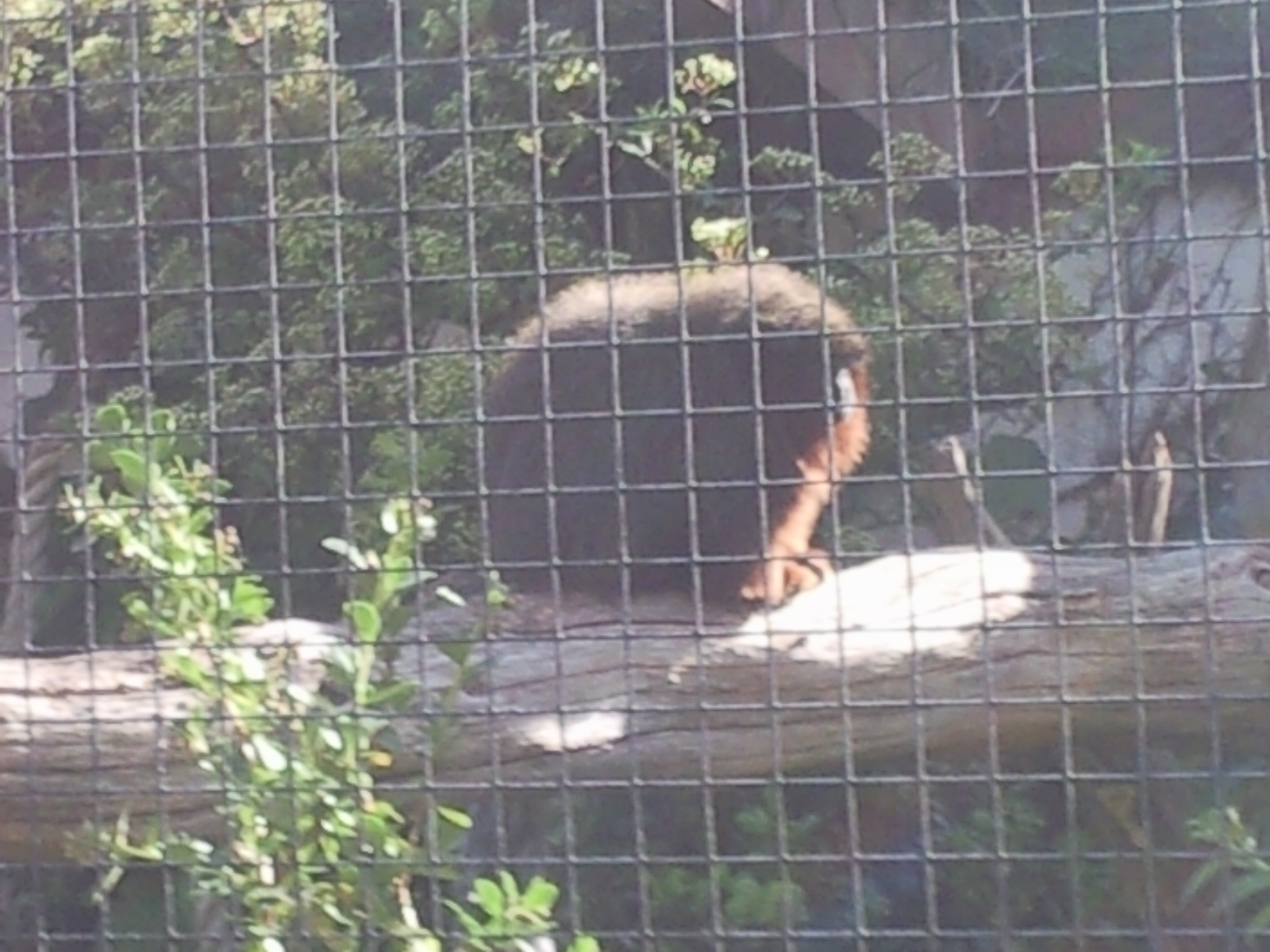 red titi monkey in small primates