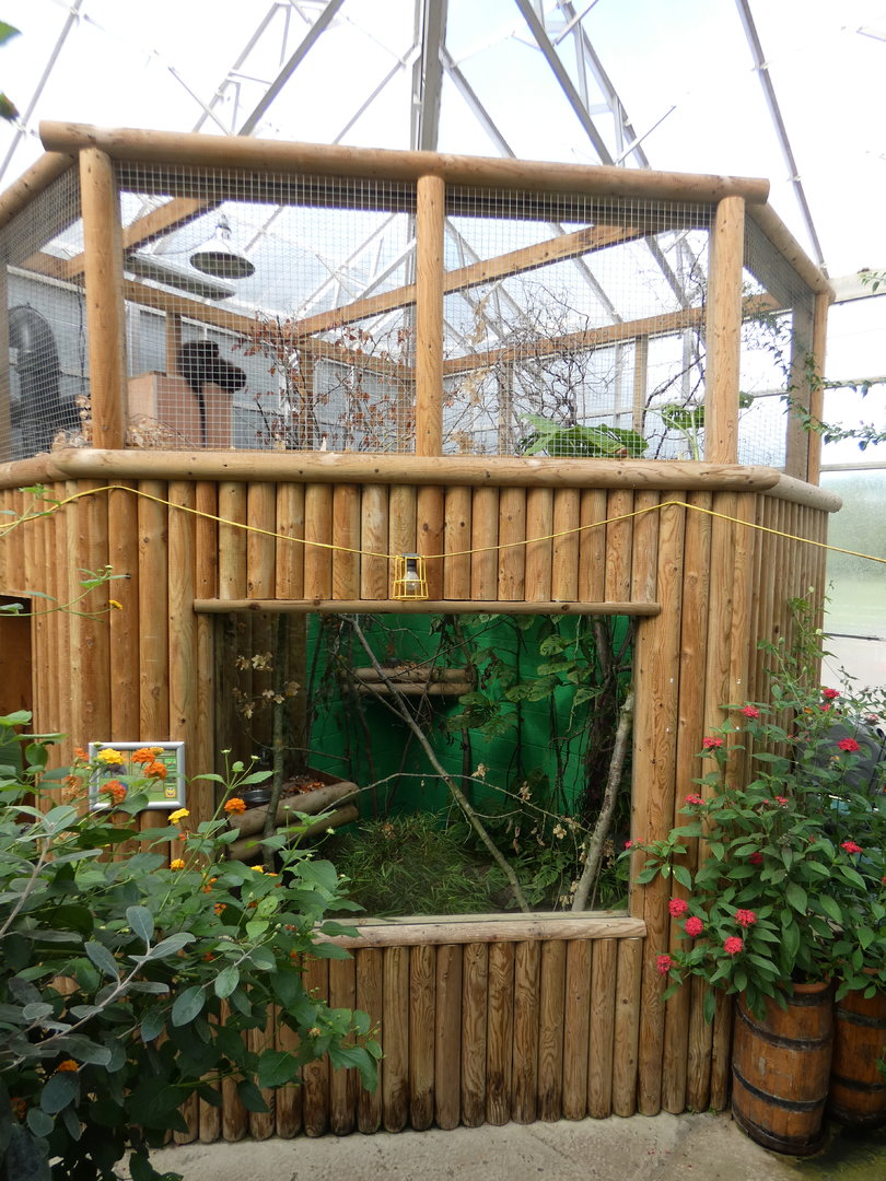 Red titi monkey indoor enclosure