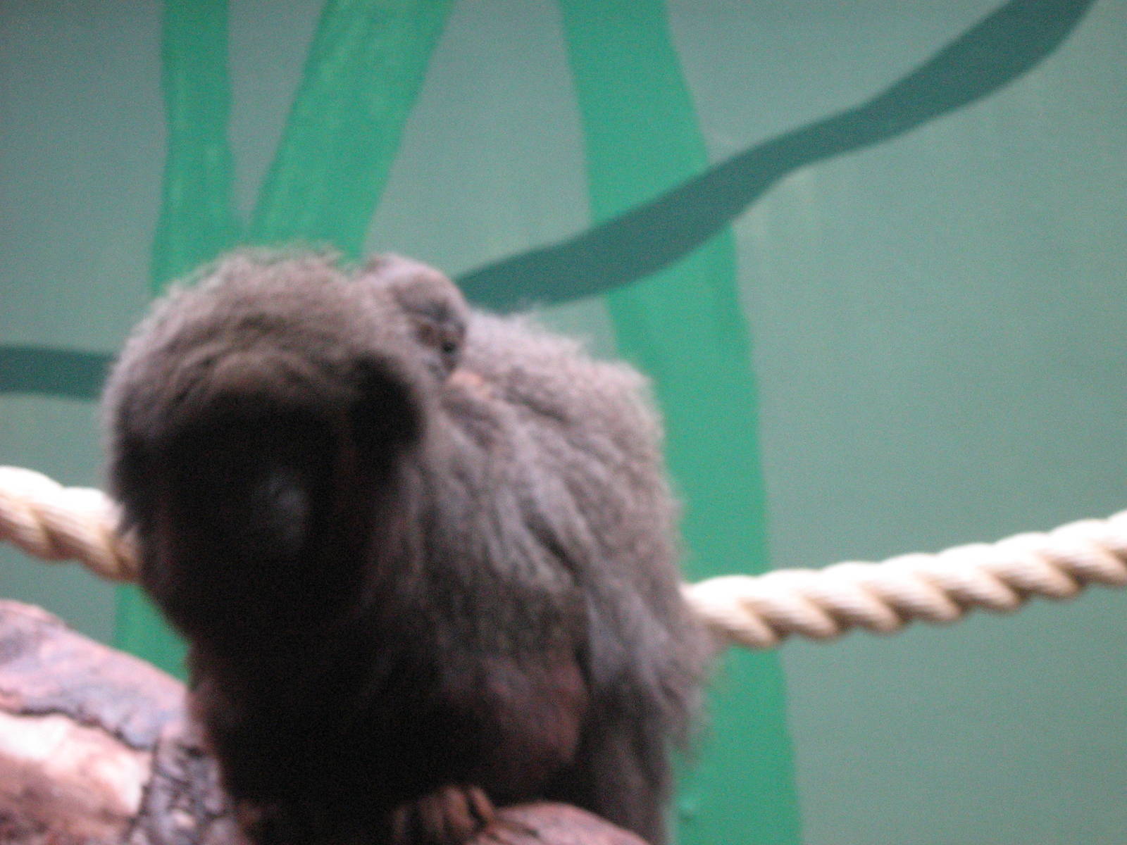 Red Titi Monkey Mother And Baby.
