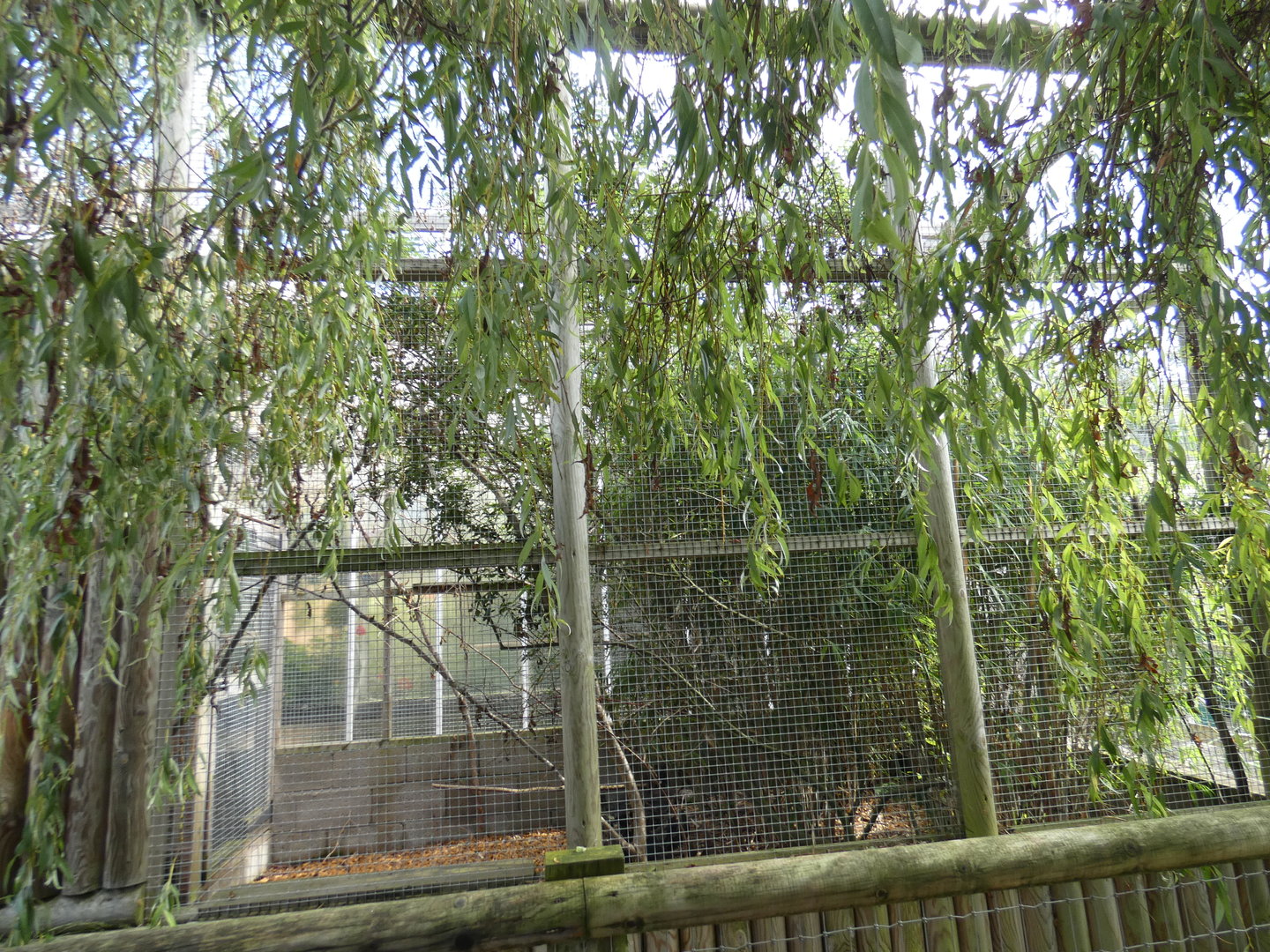 Red titi monkey outdoor enclosure