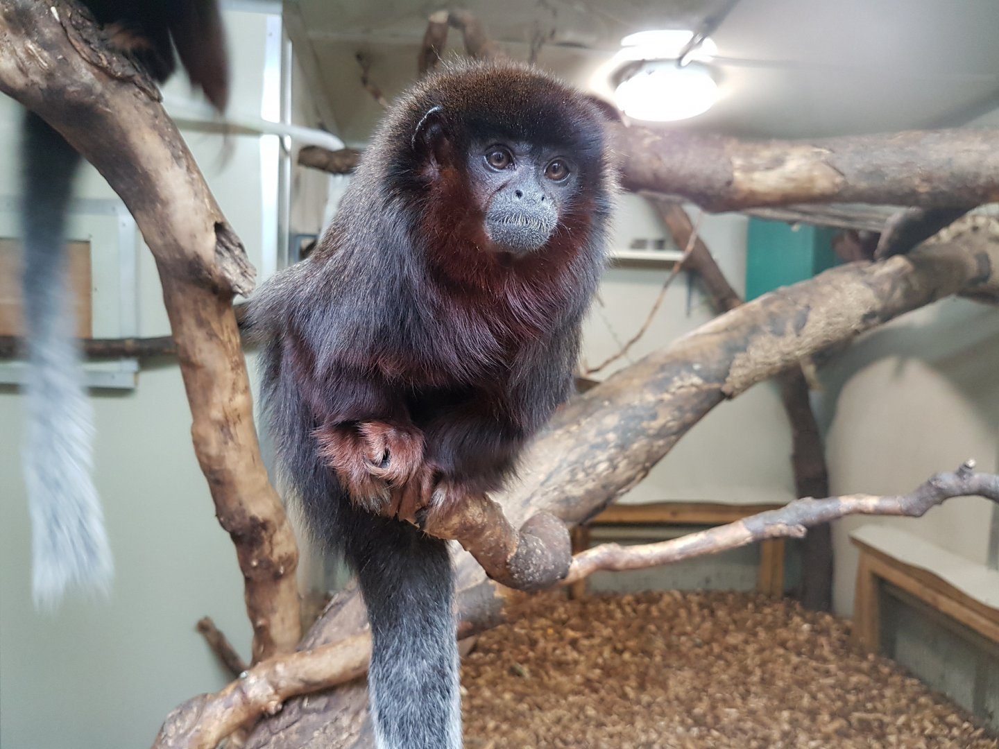 Red Titi Monkey - Shaldon Wildlife Trust - January, 2017