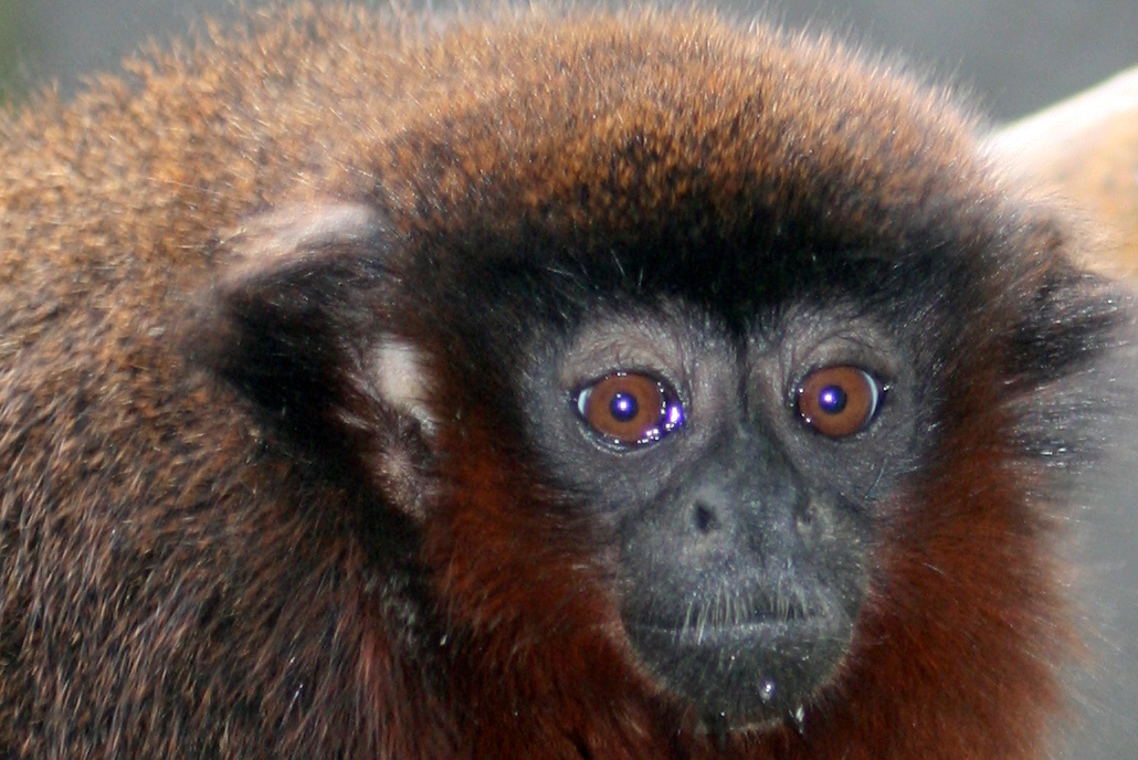 Red titi monkey; Twycross; 26th June 2010