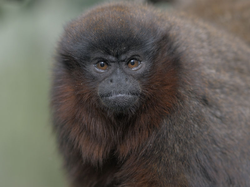 Red titi monkey