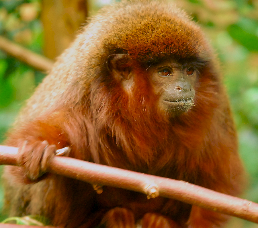RED TITI MONKEY