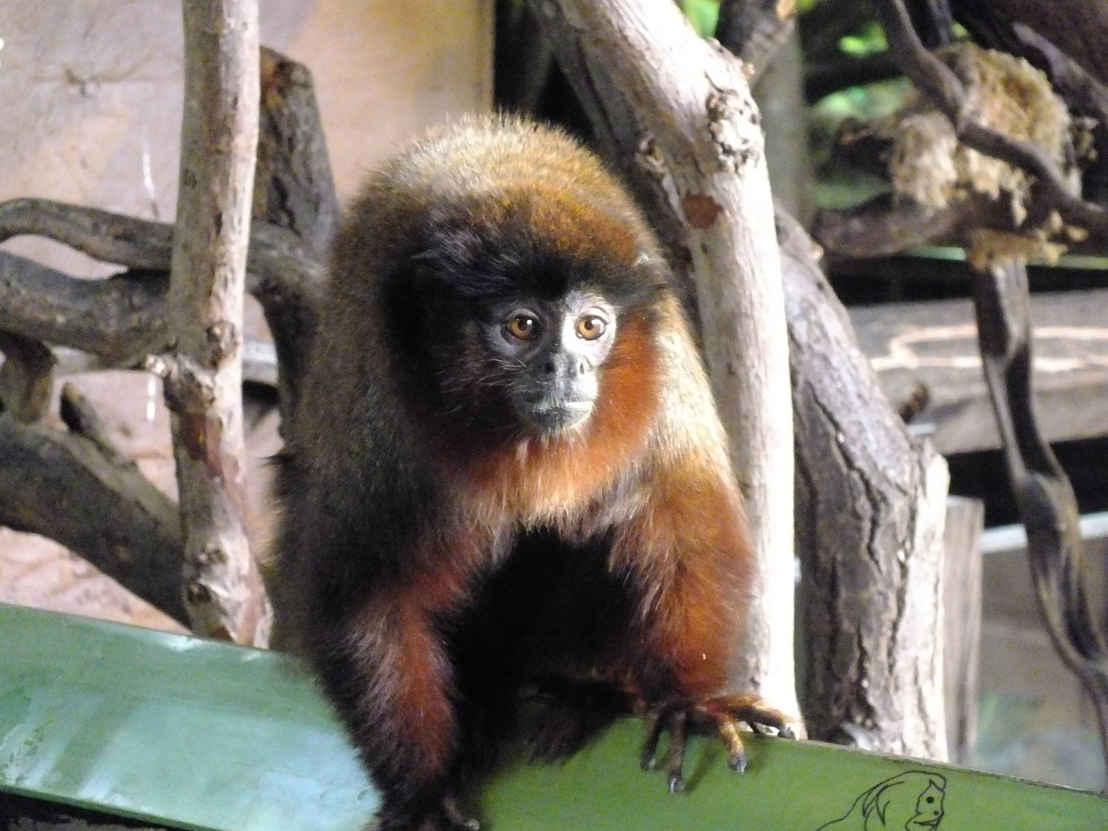 Red Titi Monkey