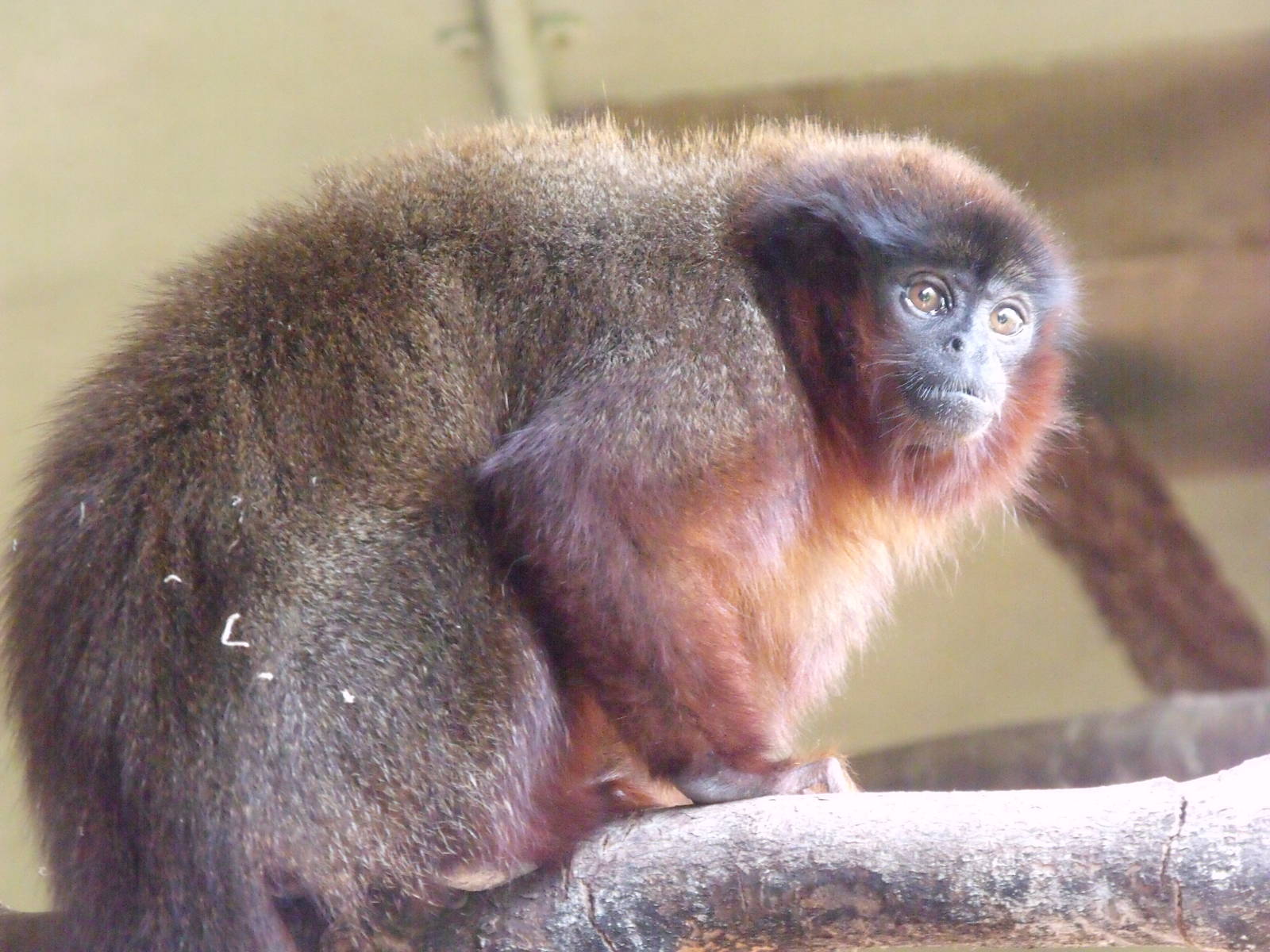 Red titi monkey