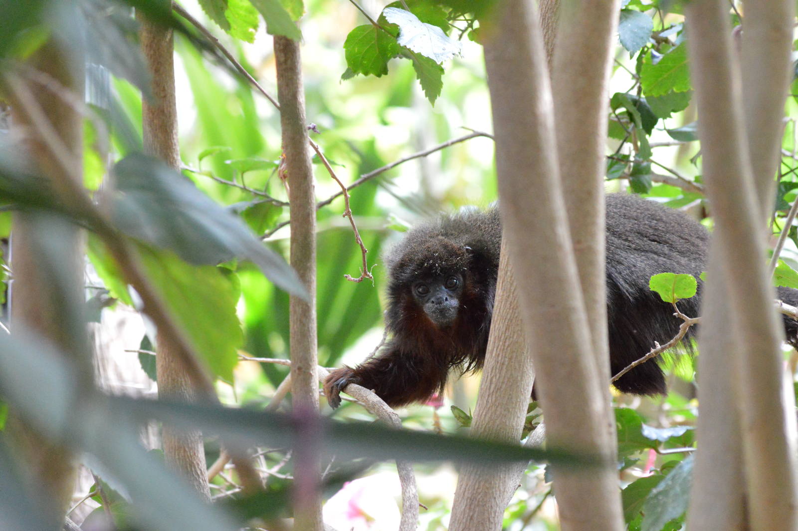 Red titi monkey