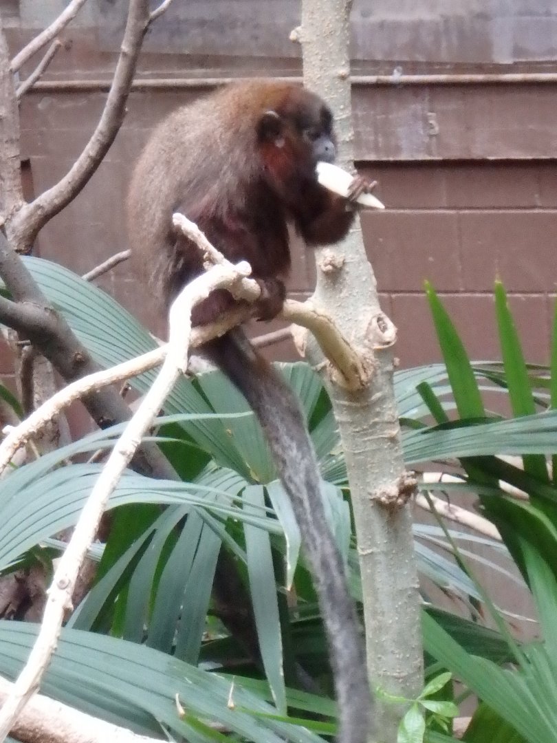 Red titi monkey