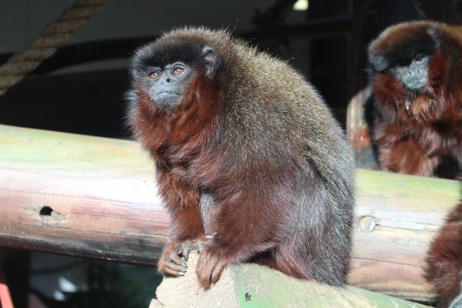 Red Titi Monkey