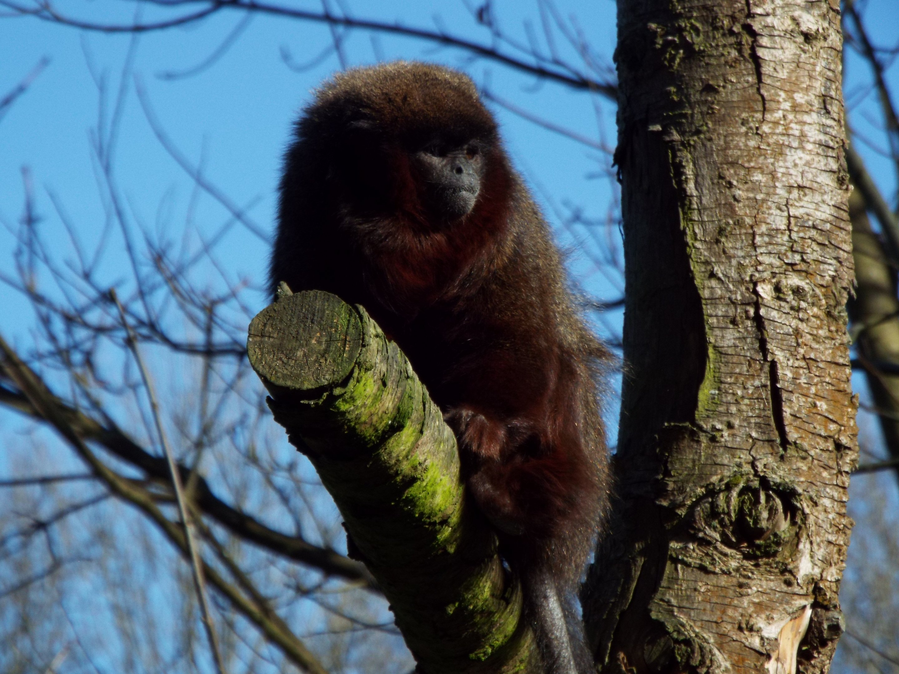 Red Titi Monkey